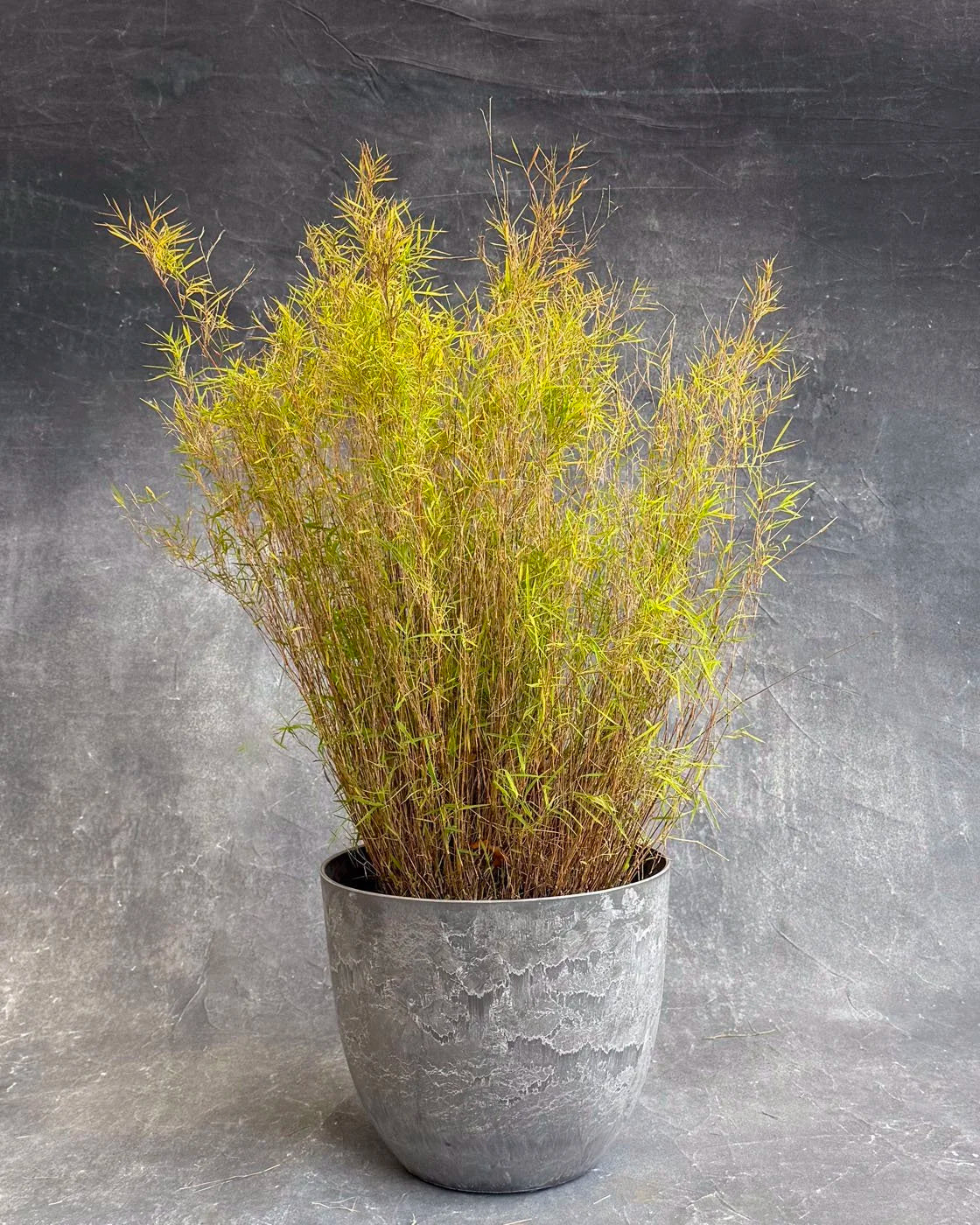 Grasses & Groundcovers