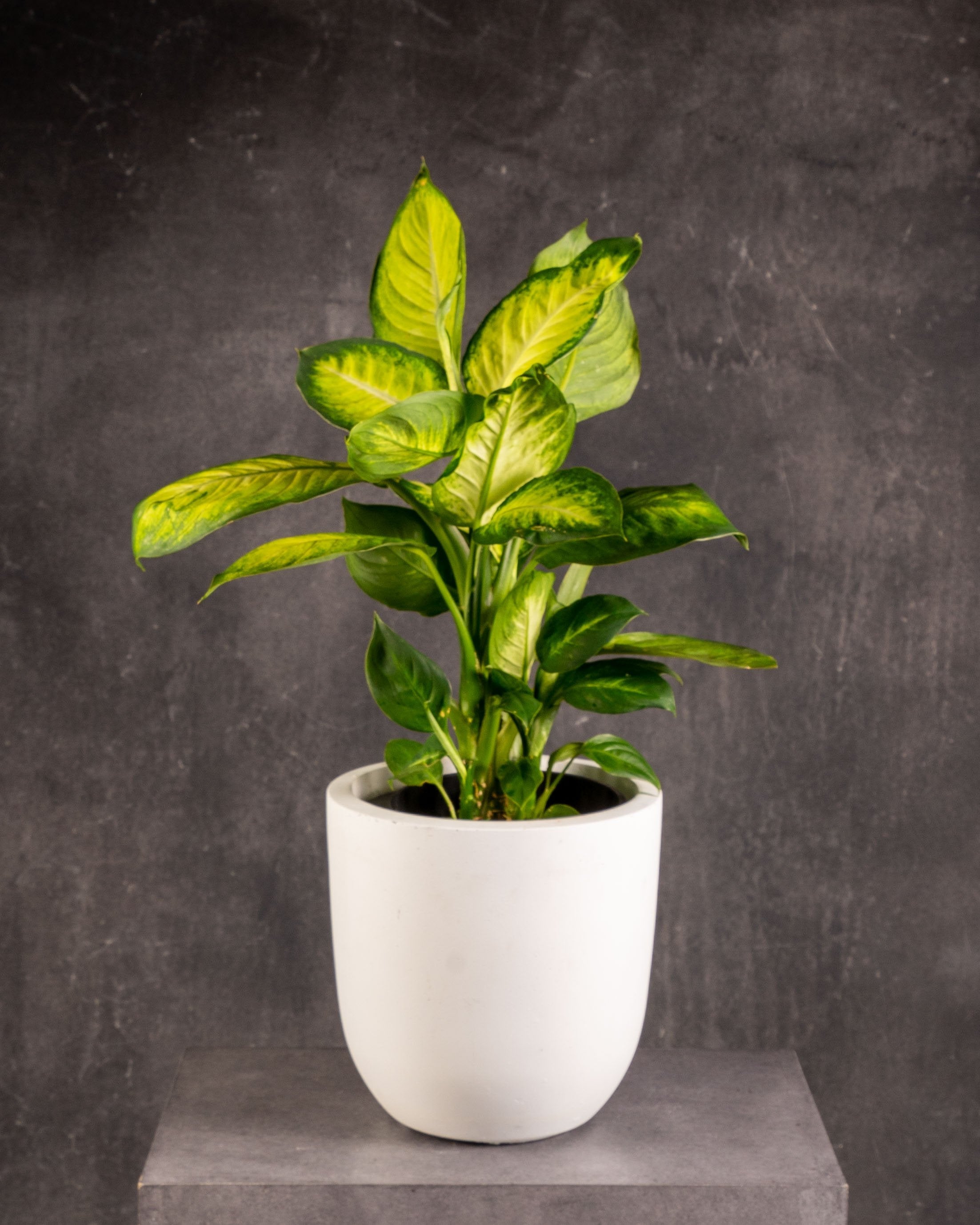 Tropical Foliage