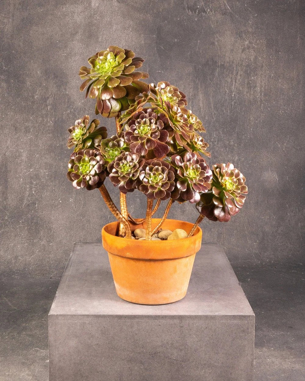 Aeonium Black Rose
