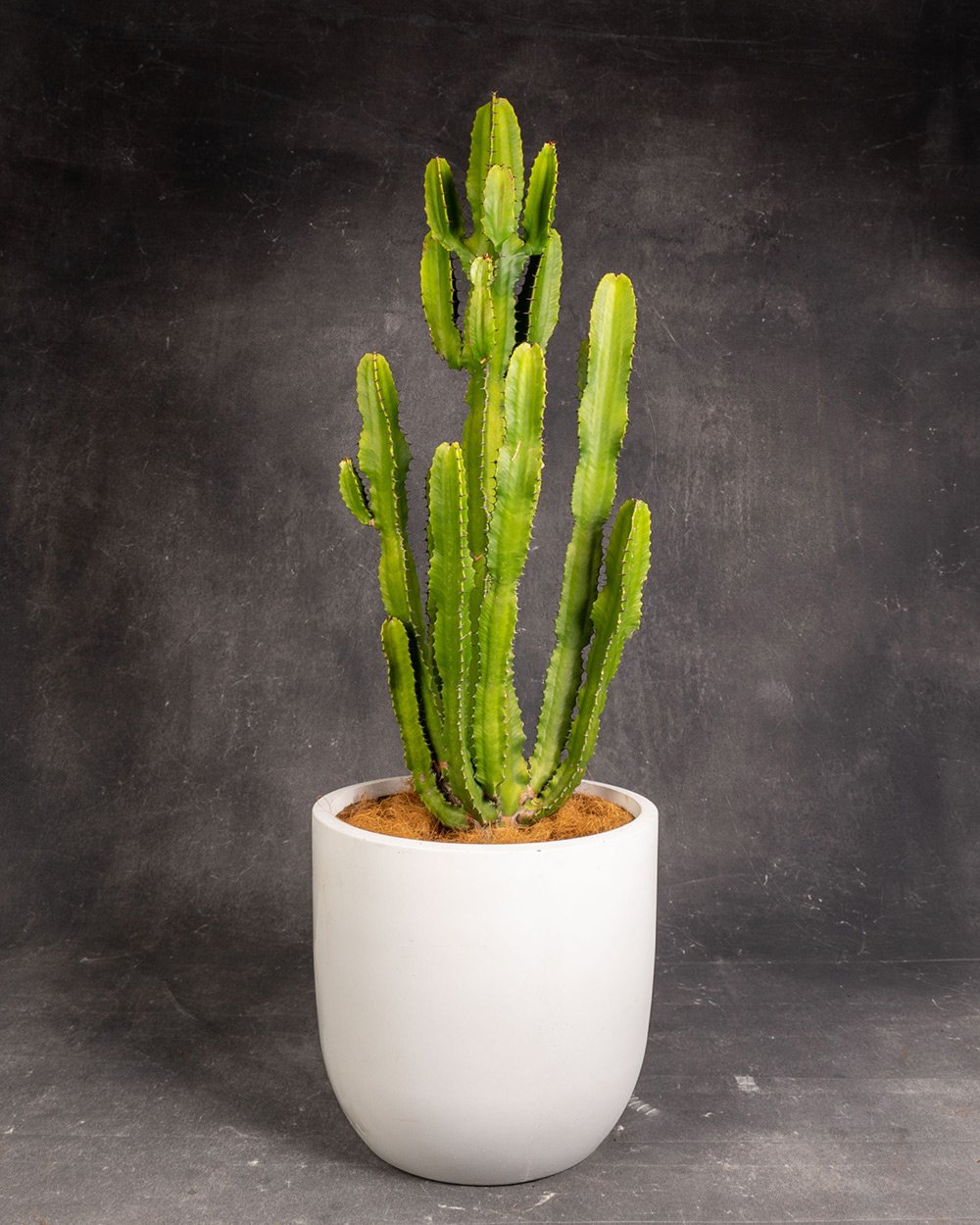 Cactus African Candelabra