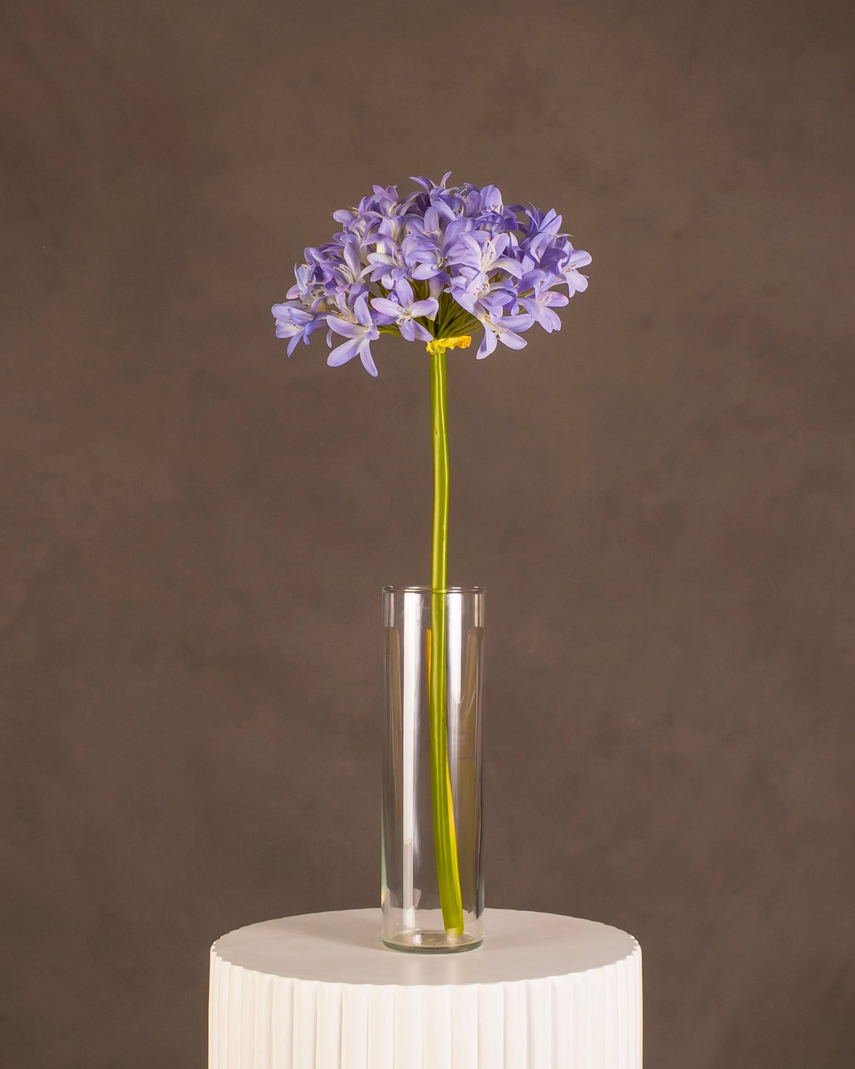 Agapanthus