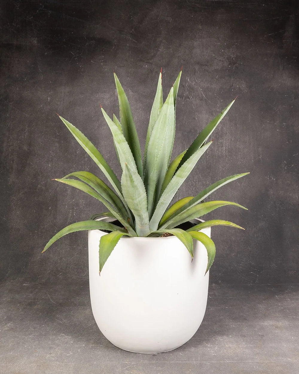 Century Plant