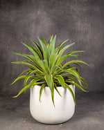 Century Plant