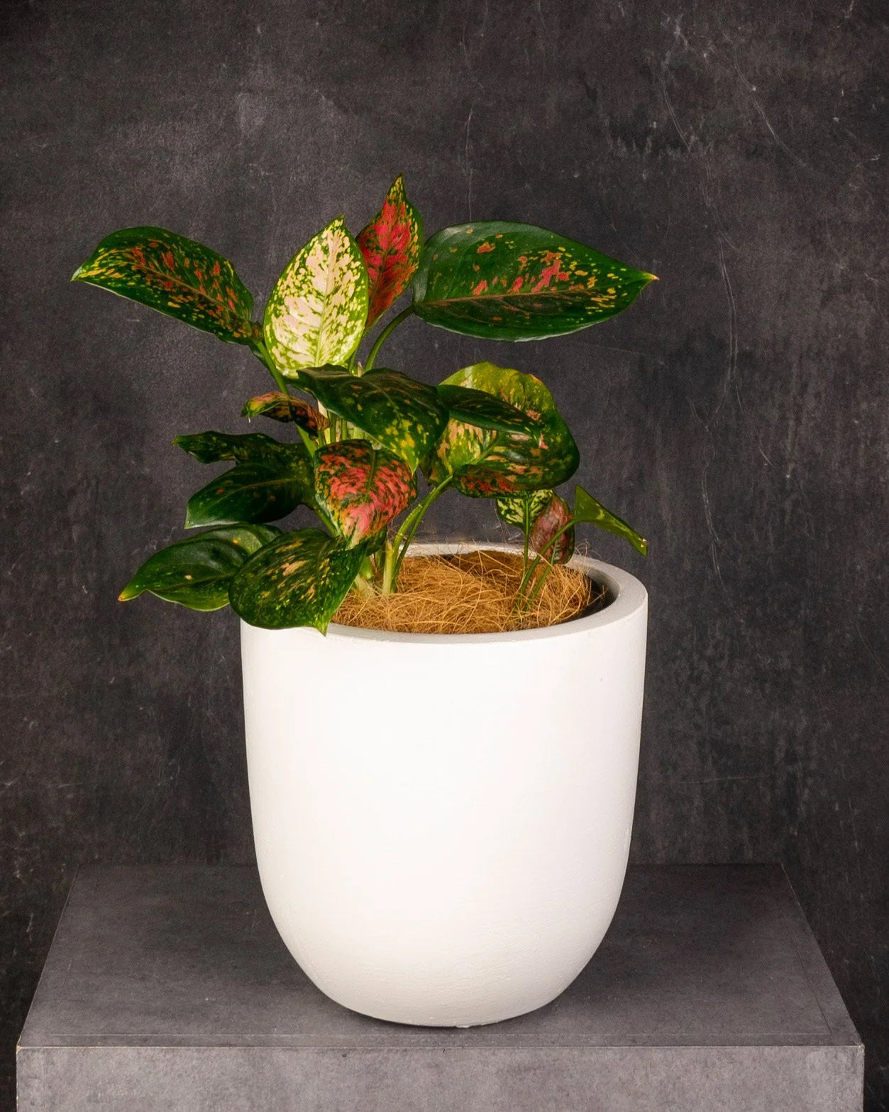 Aglaonema Eileen