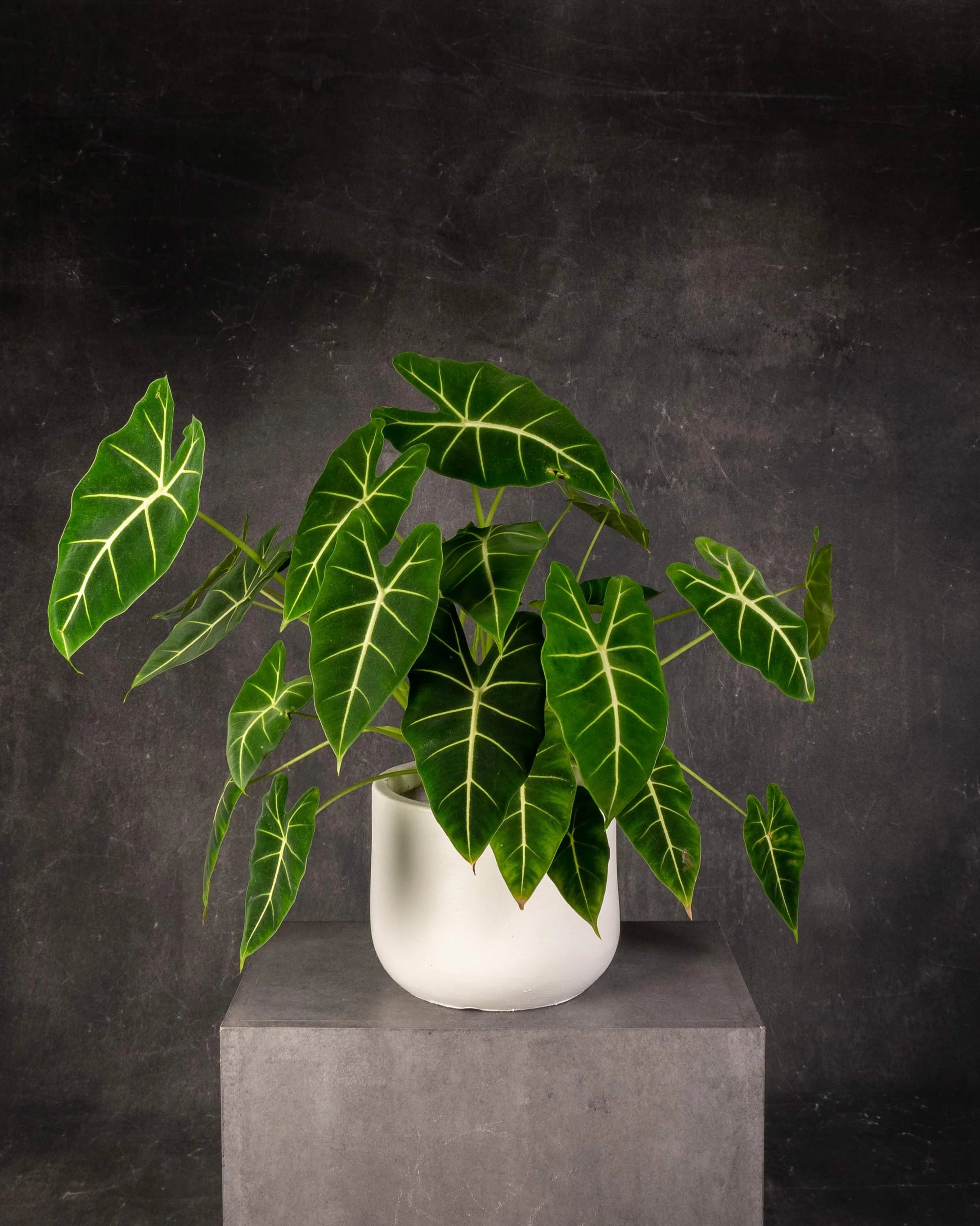 Alocasia Black Velvet