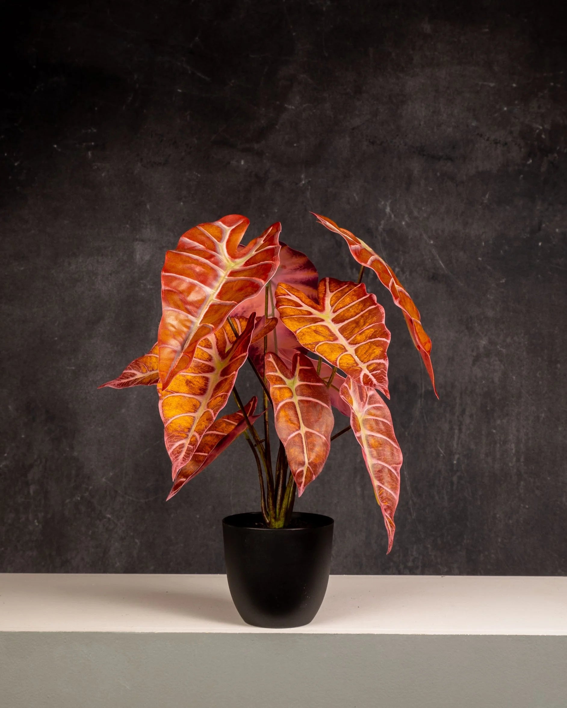 Alocasia