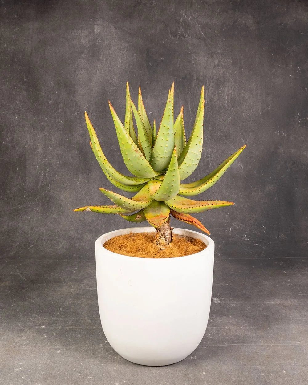 Aloe Vera Candelabra