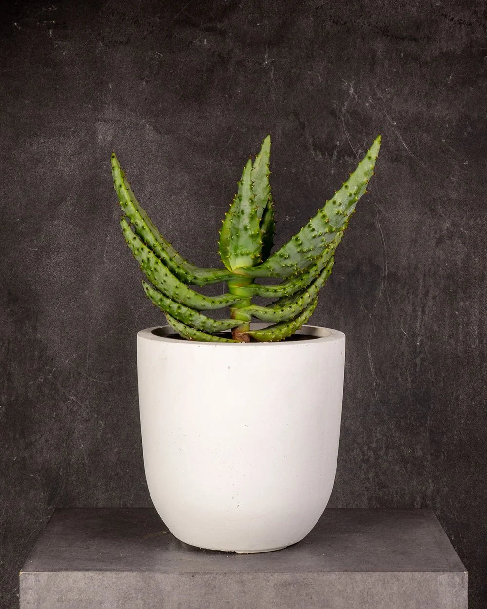 Red Hot Poker Aloe