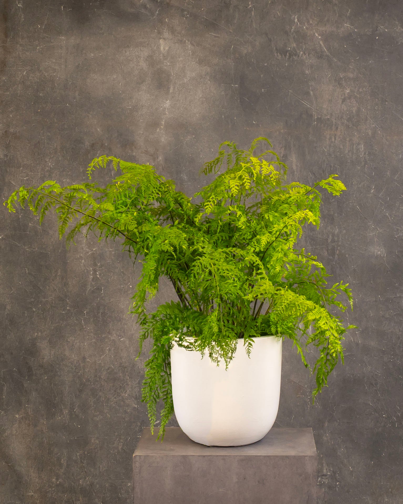 Hen and Chicken Fern