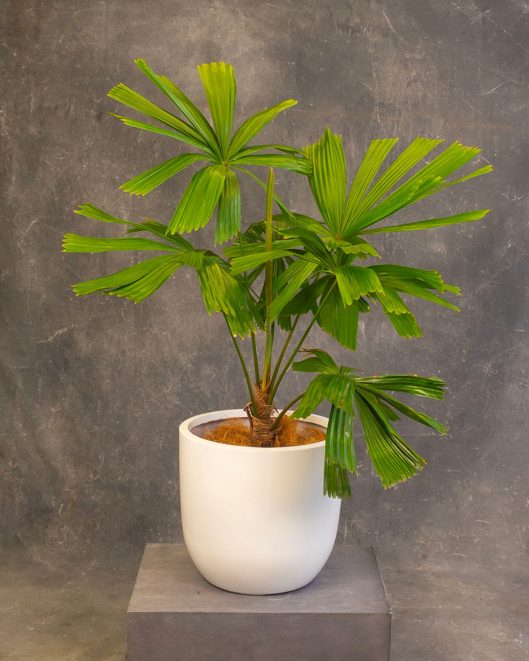 Australian  Fan Palm