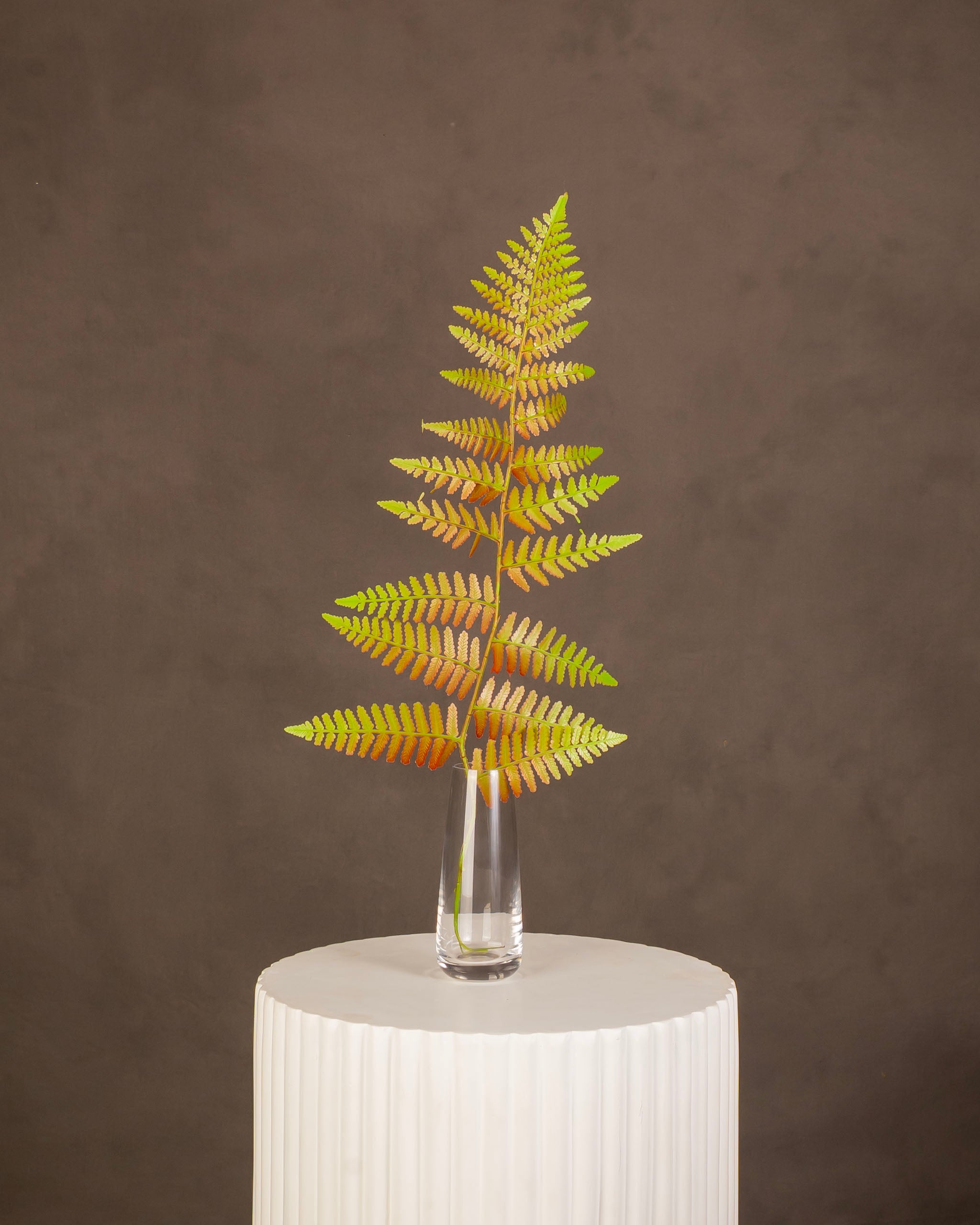 Baker Fern