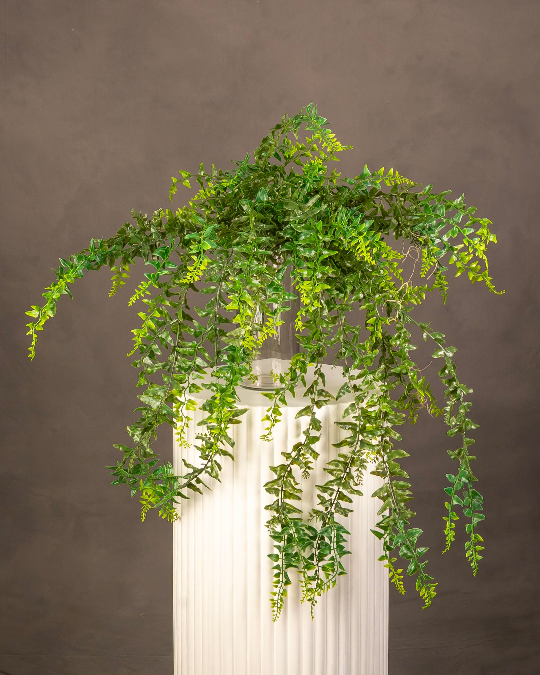 Baker Fern