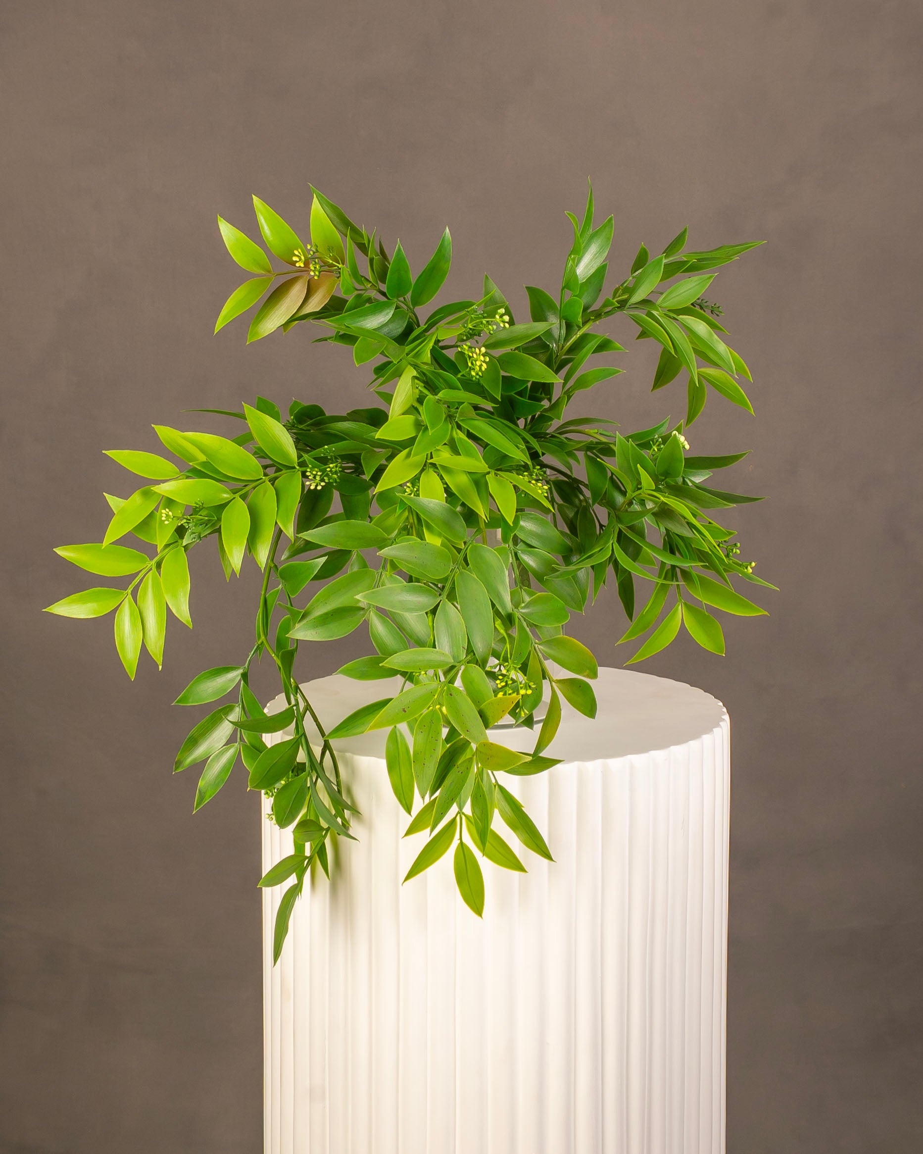 Bay Leaf Laurel