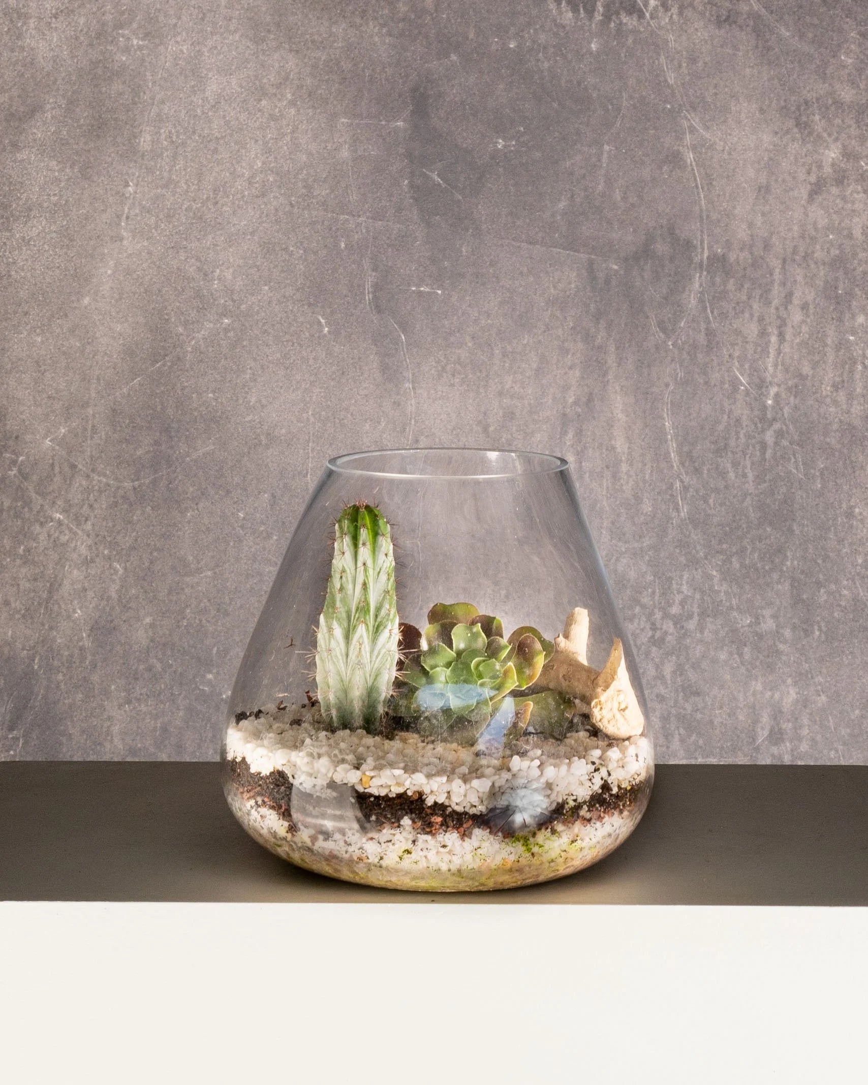 Terrarium Beaker (Various Succulents)