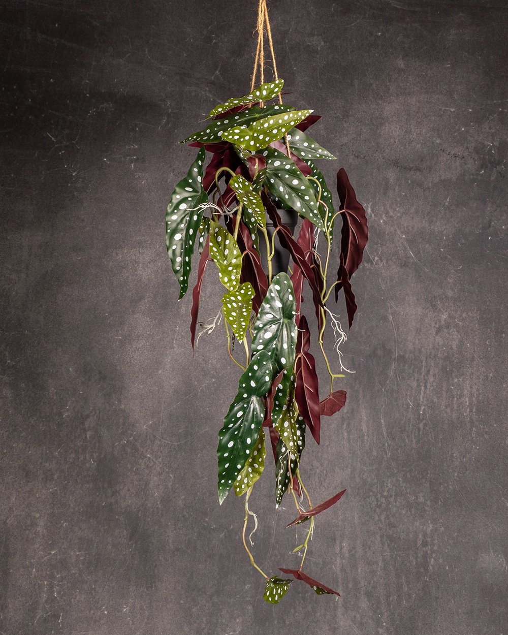 Begonia Maculata in Hanging Pot (Artificial)