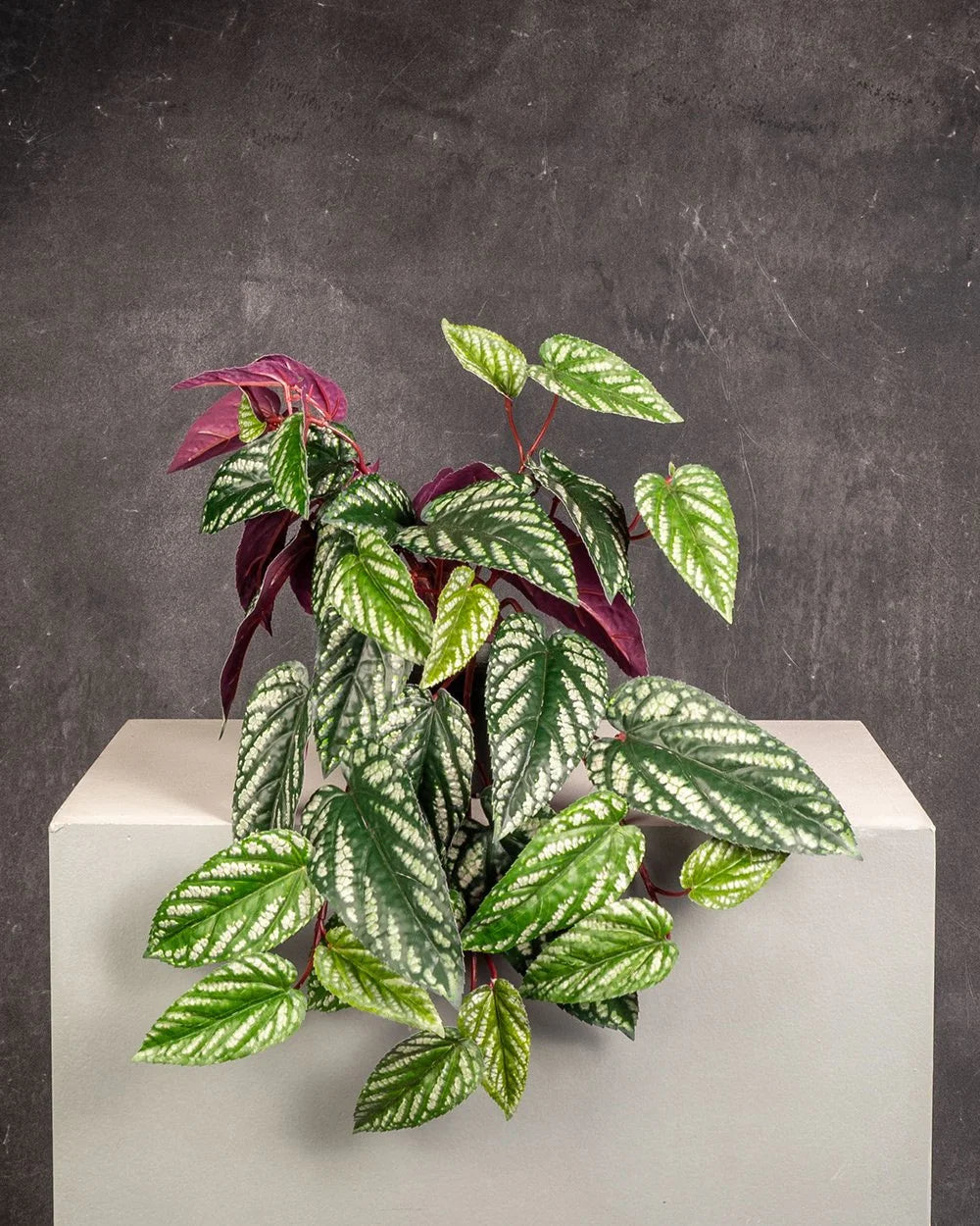 Begonia Rex (Artificial)