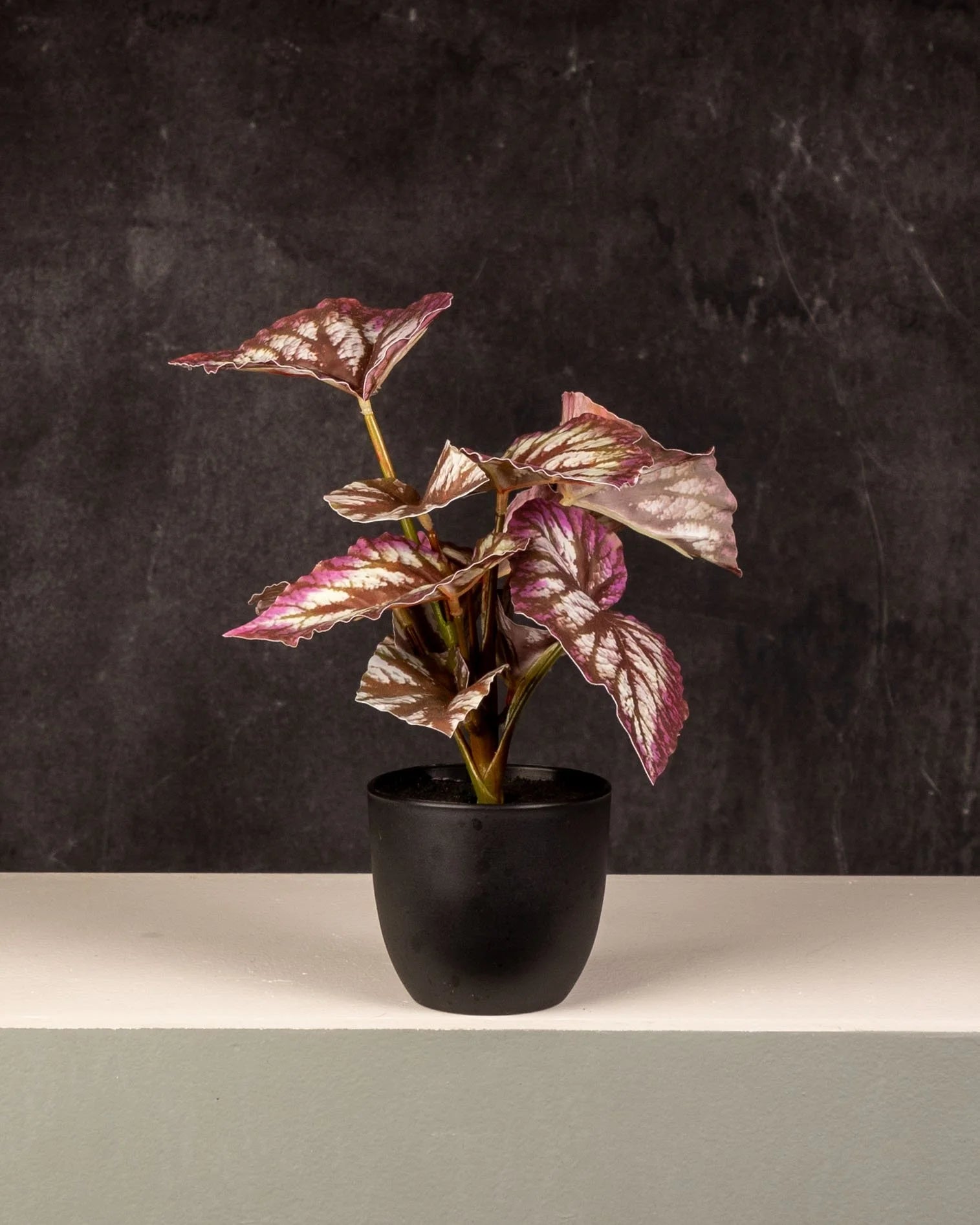 Begonia