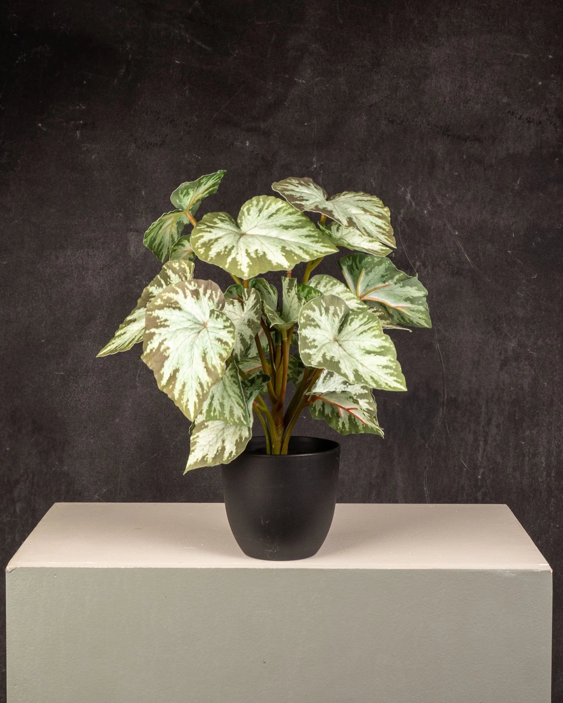 Begonia Light Green