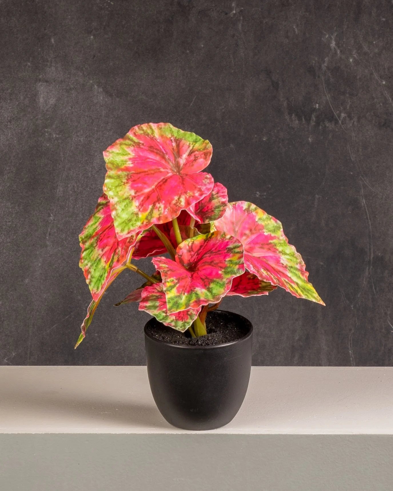 Begonia