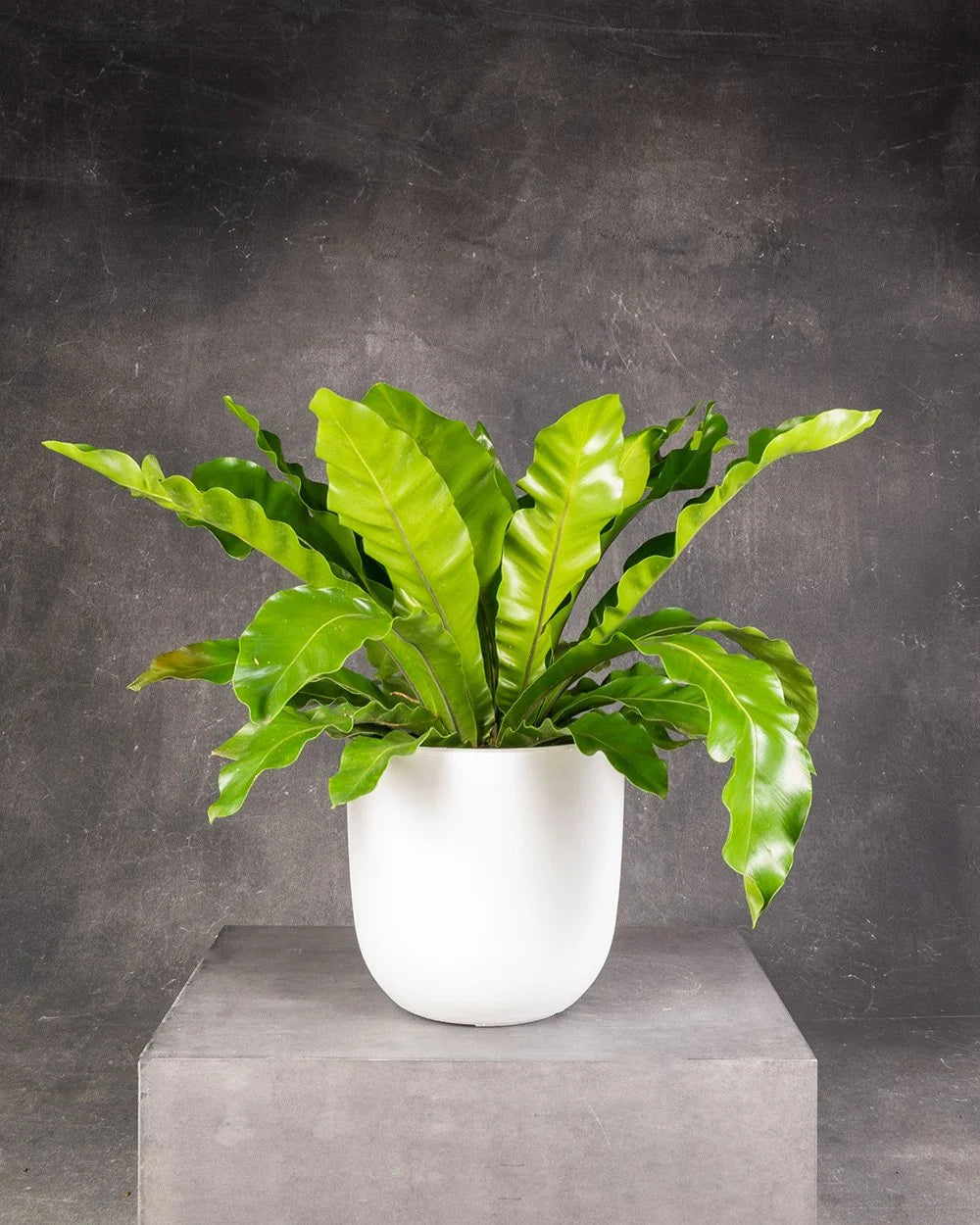 Bird’s Nest Fern