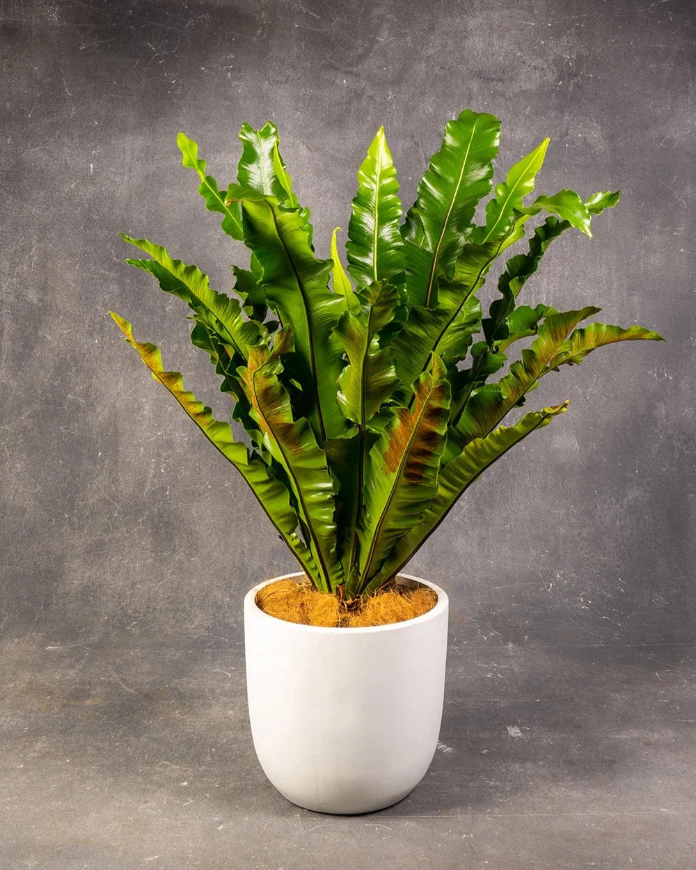 Bird’s Nest Fern