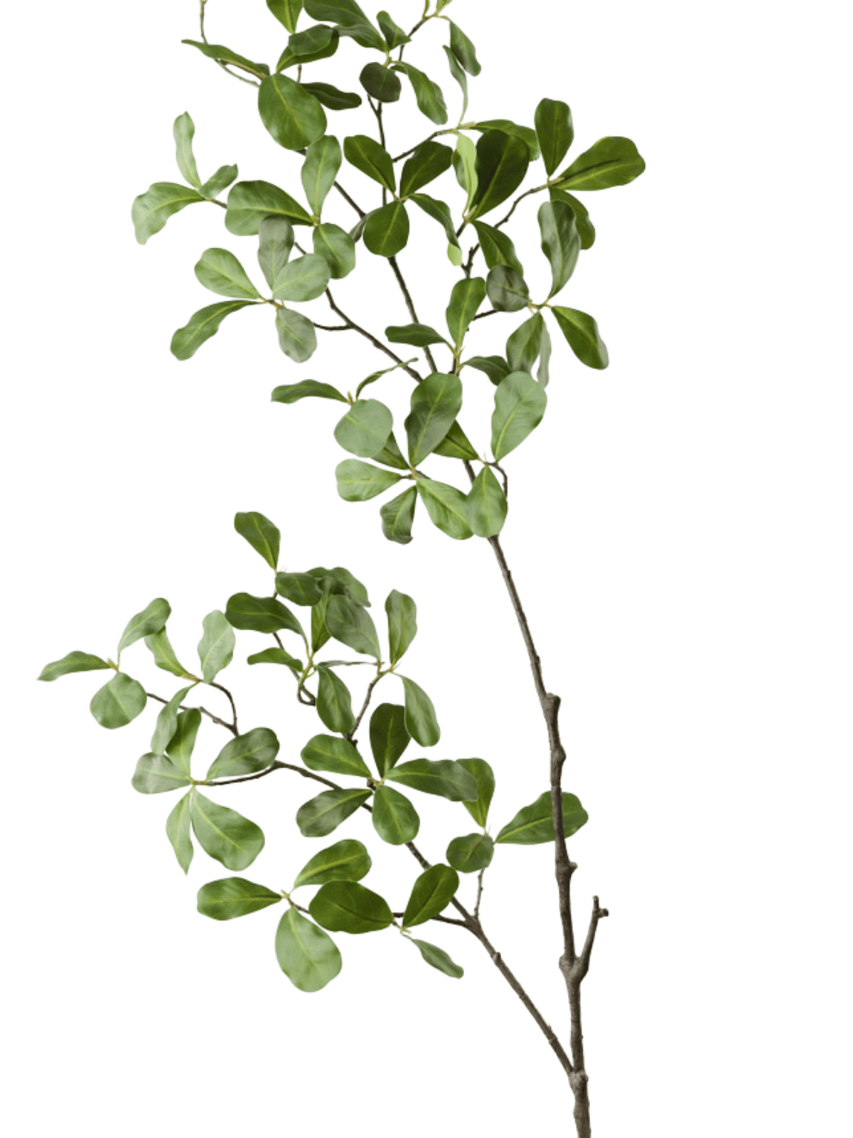Black Olive Leaf Spray