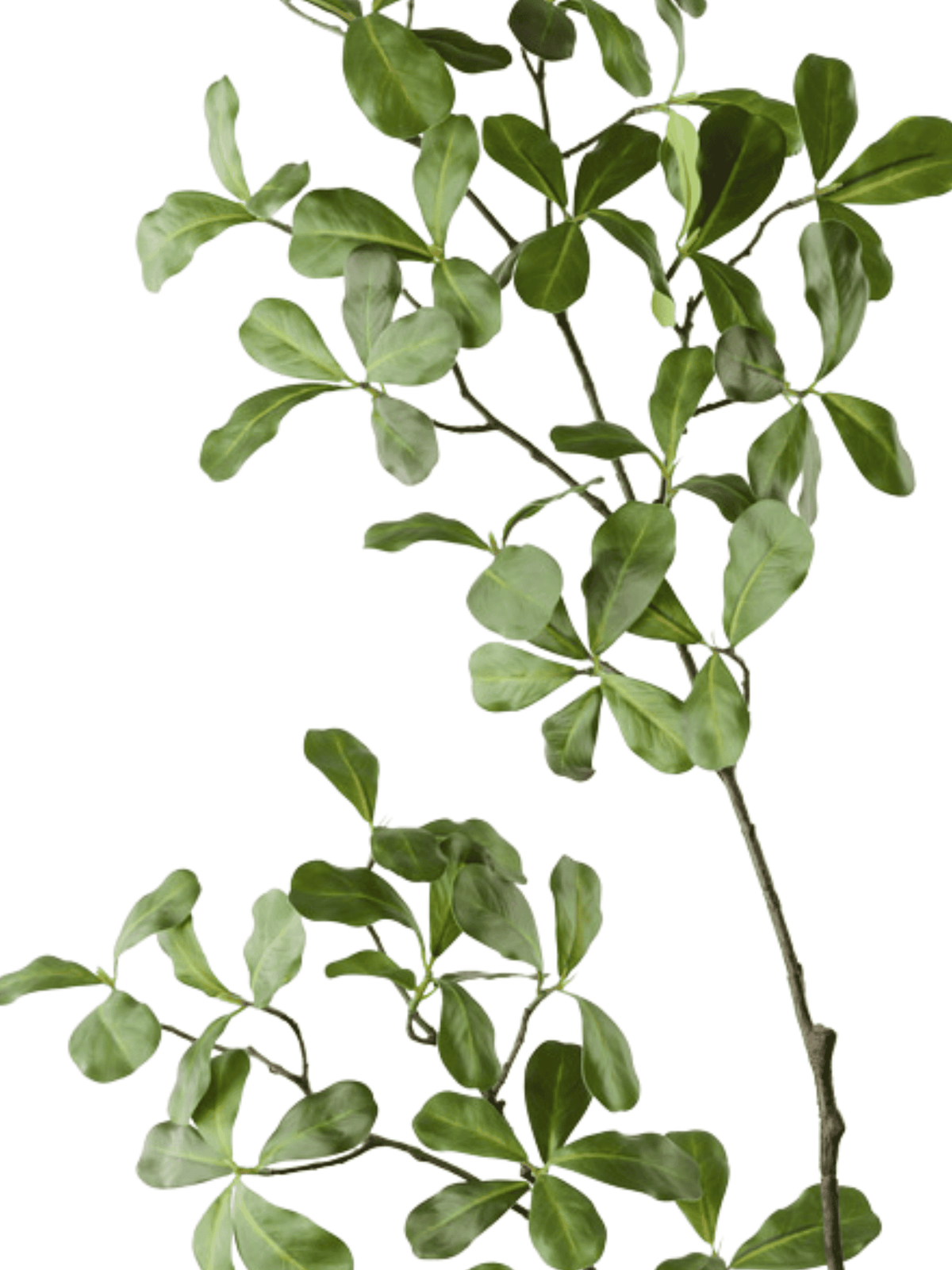 Black Olive Leaf Spray