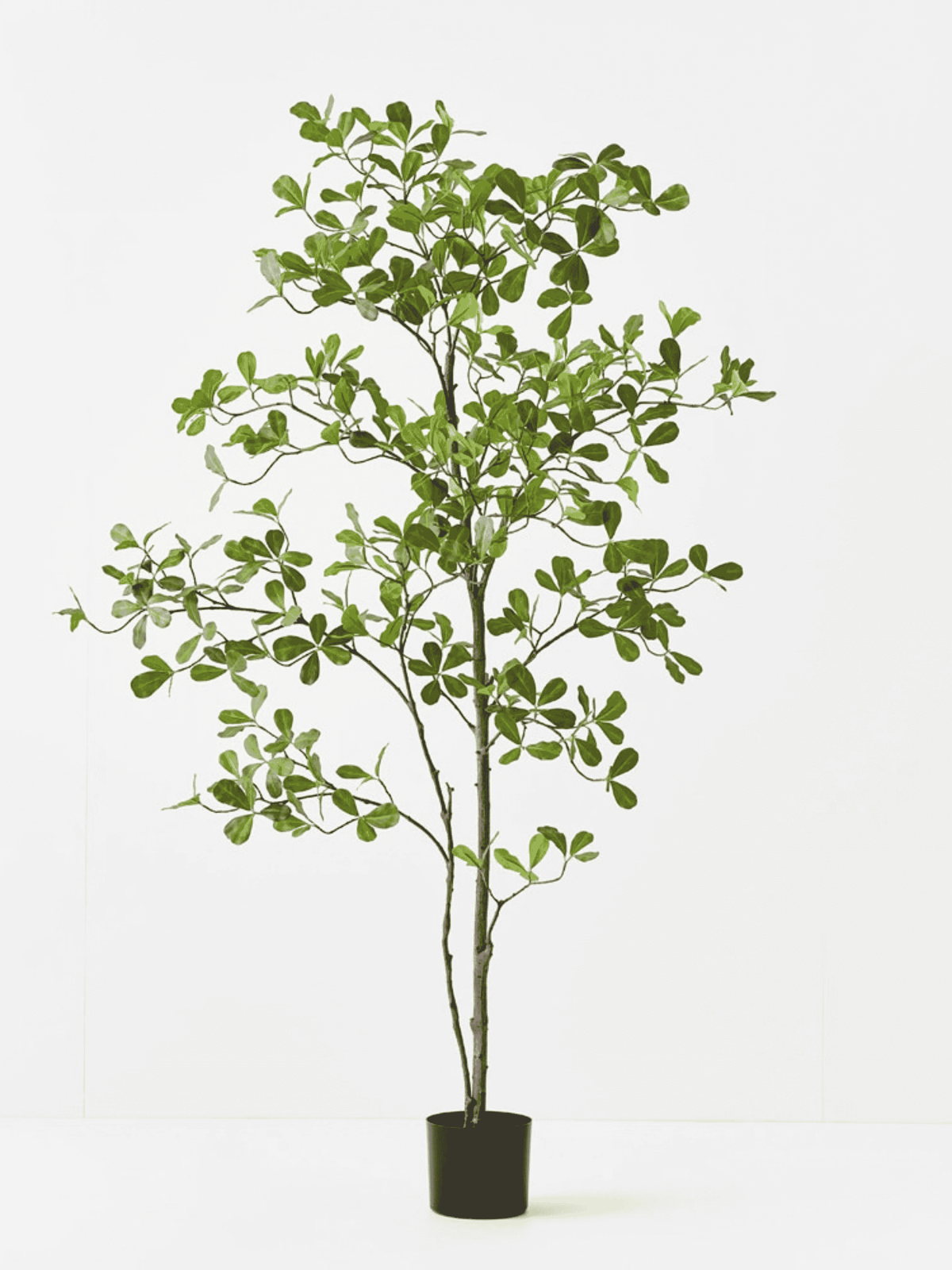 Black Olive Tree