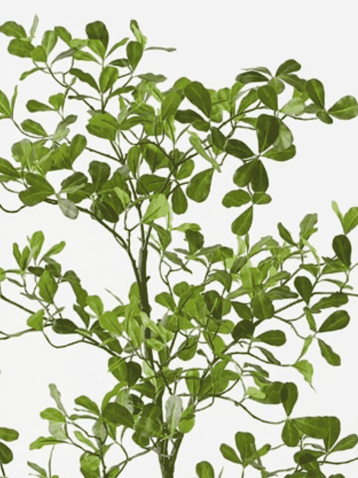 Black Olive Tree