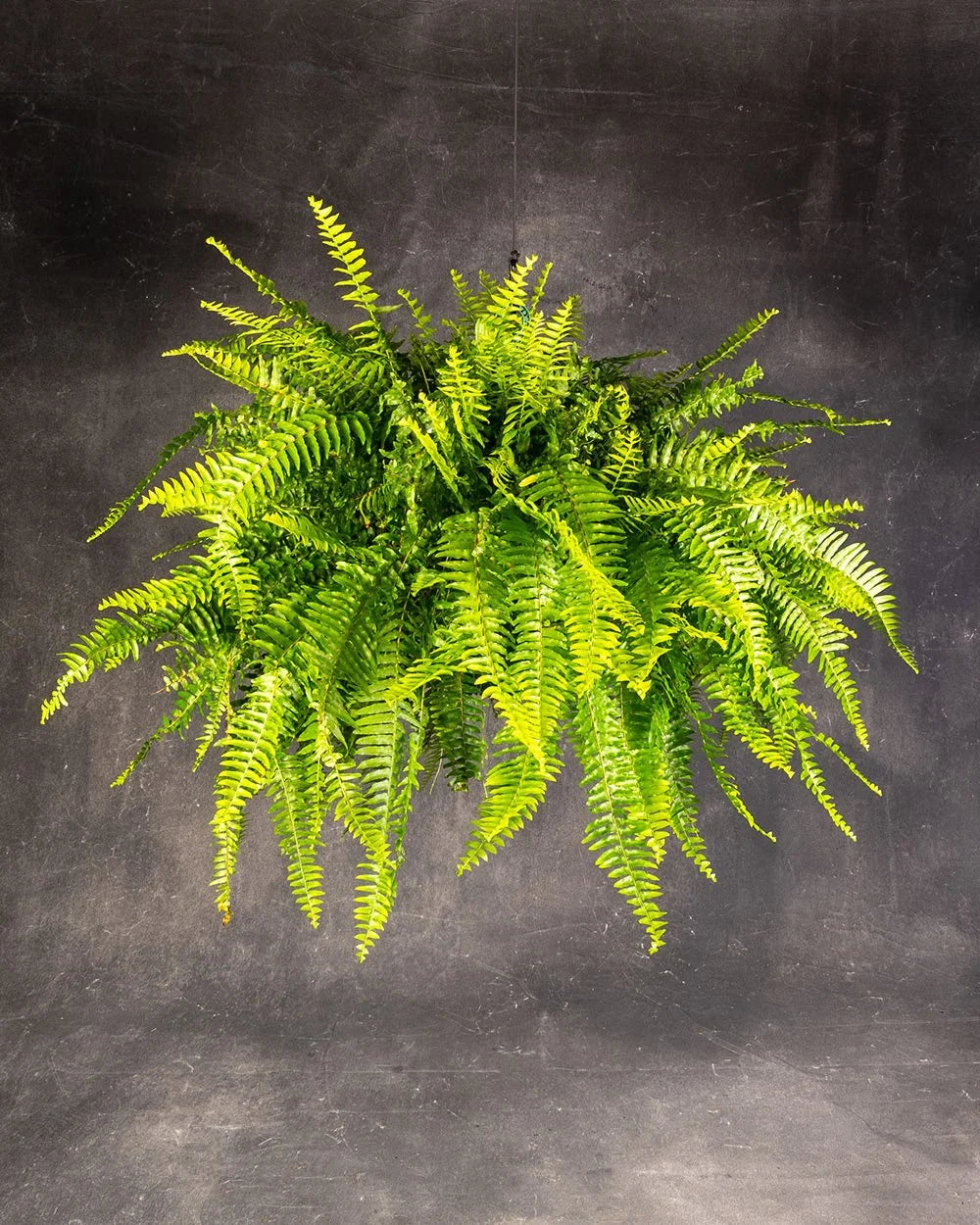 Boston Fern Hanging