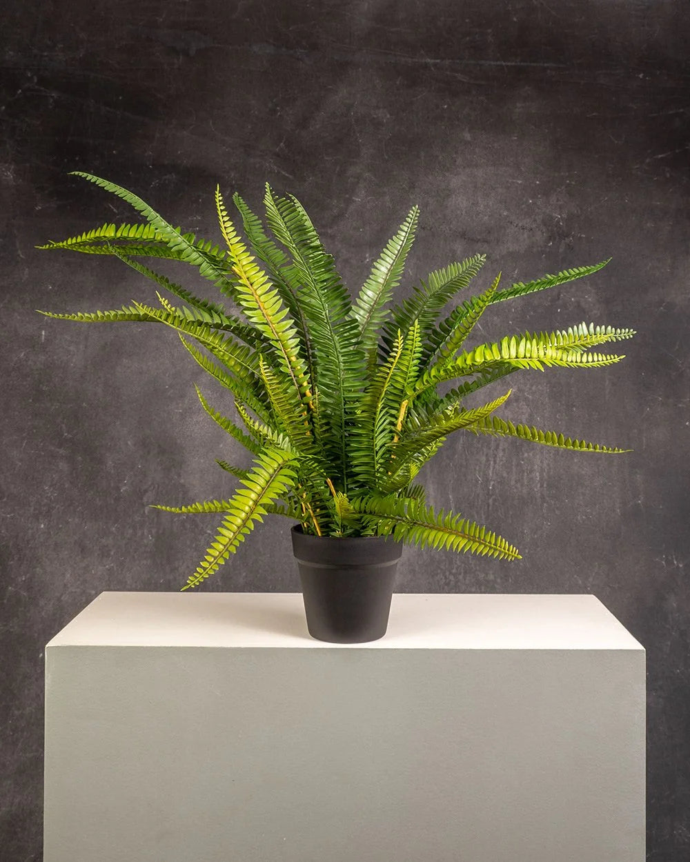 Boston Fern Plant