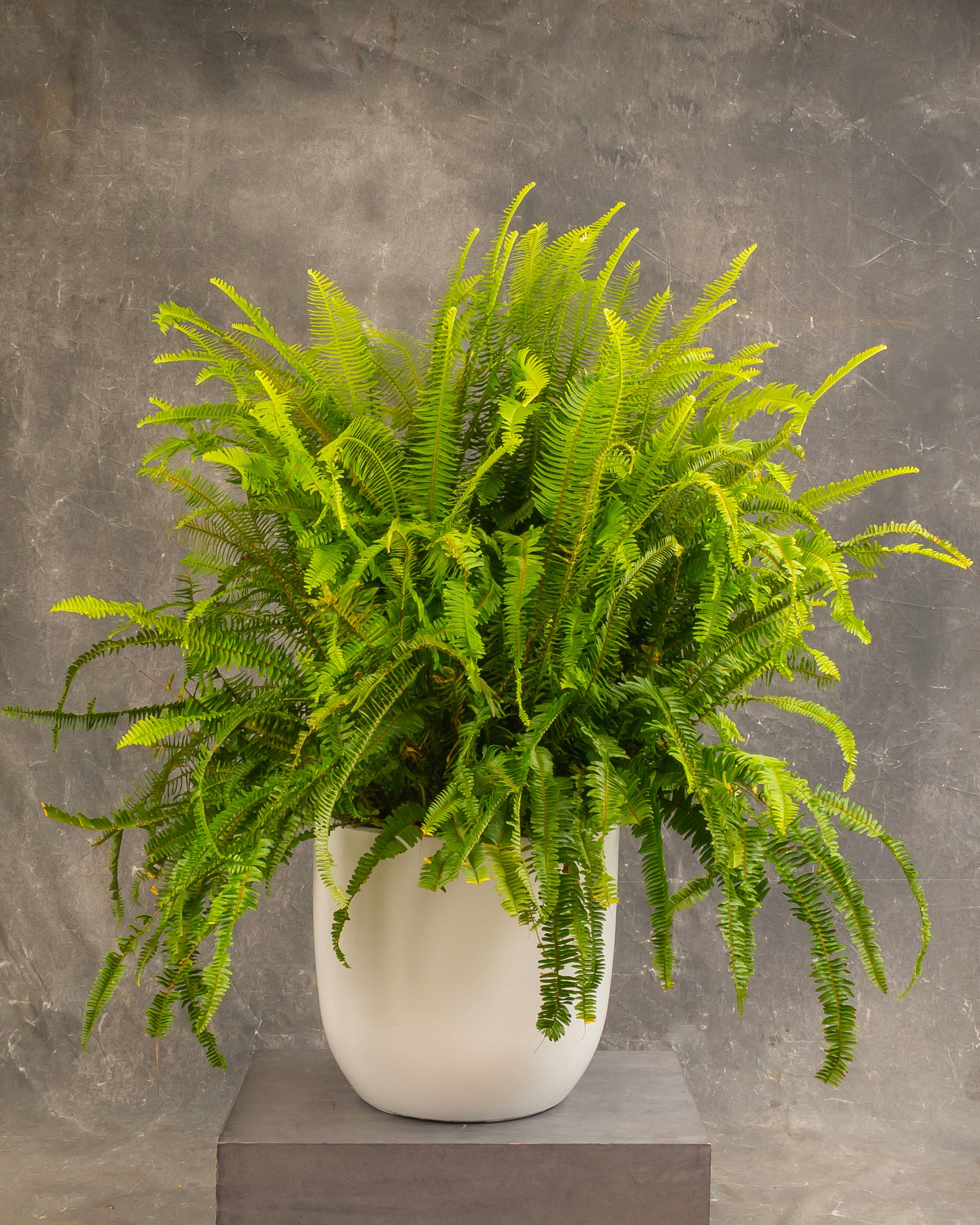 Boston Fern