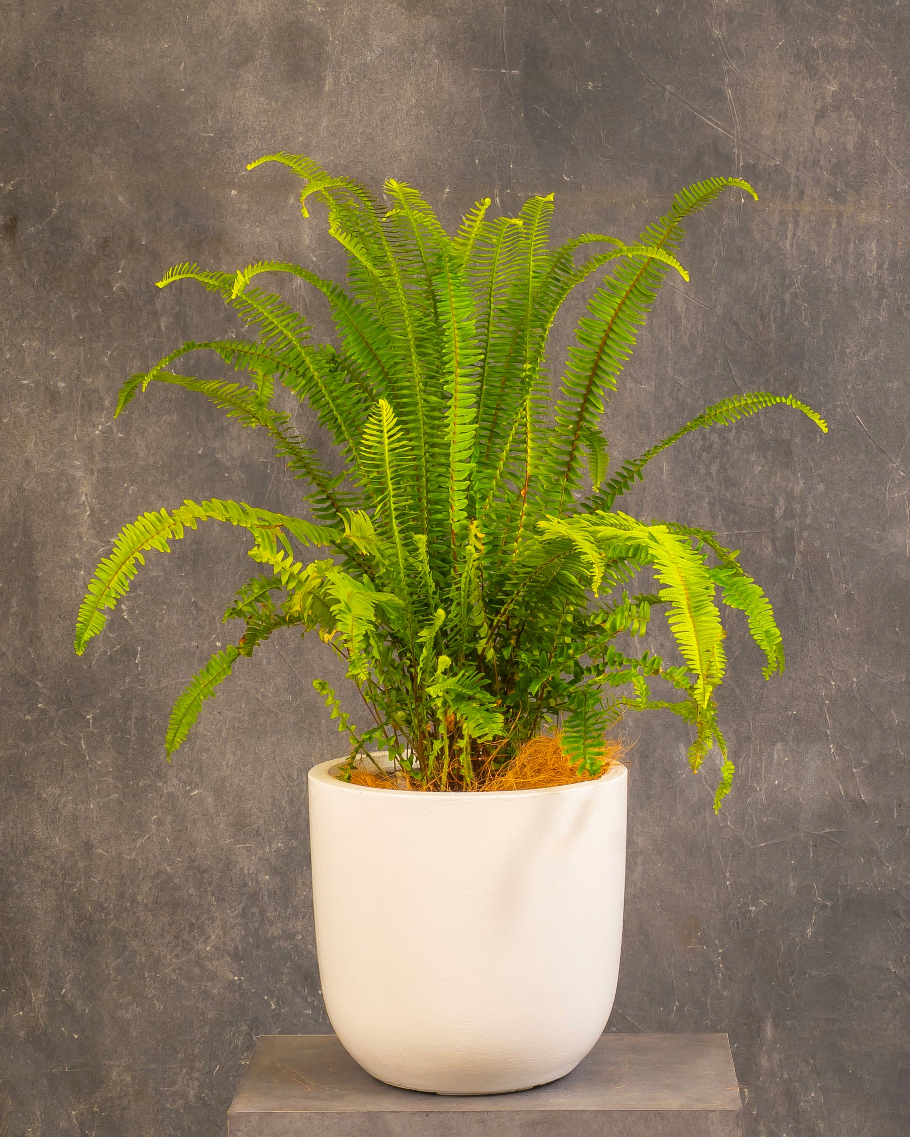 Boston Fern