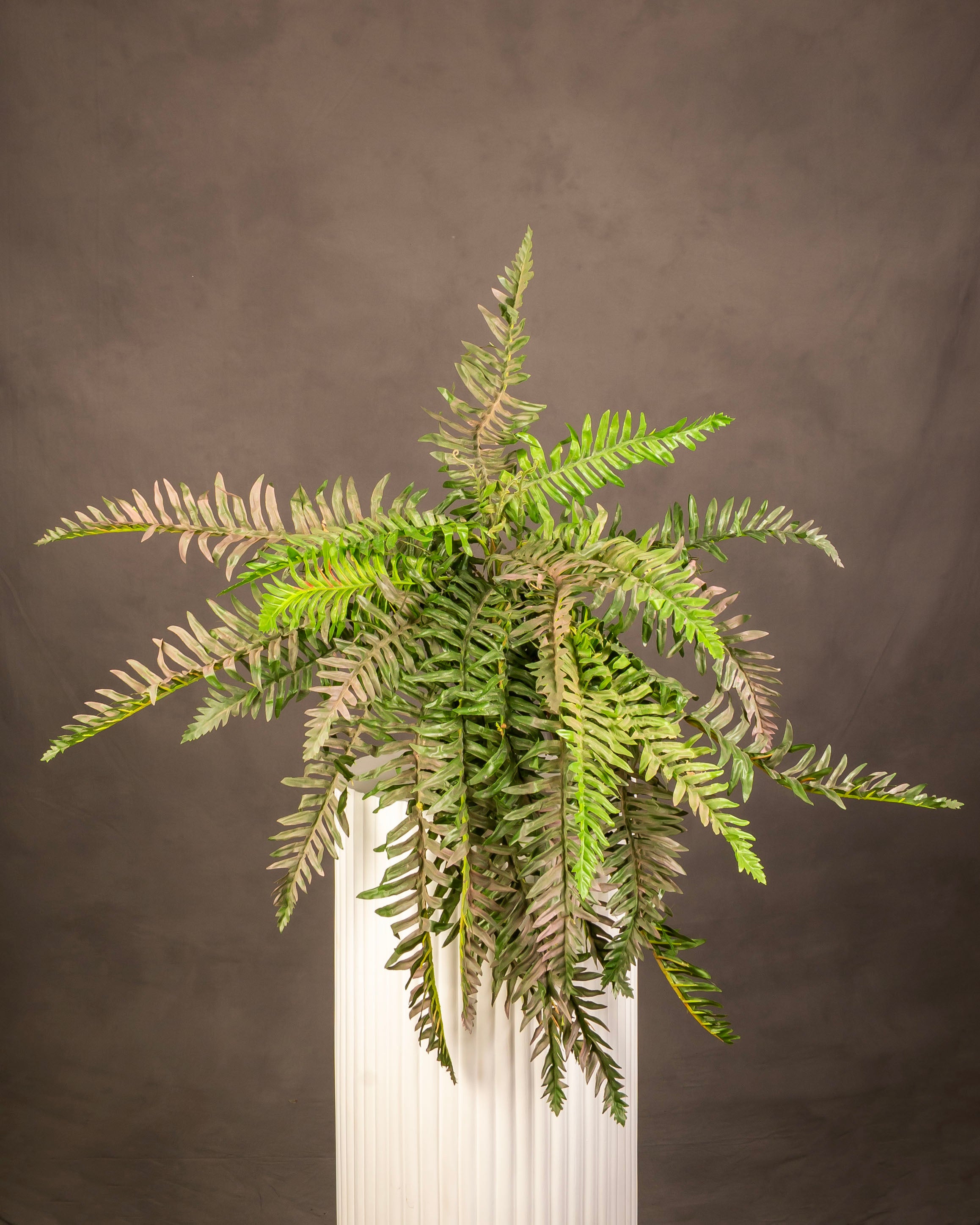 Boston Fern Bush
