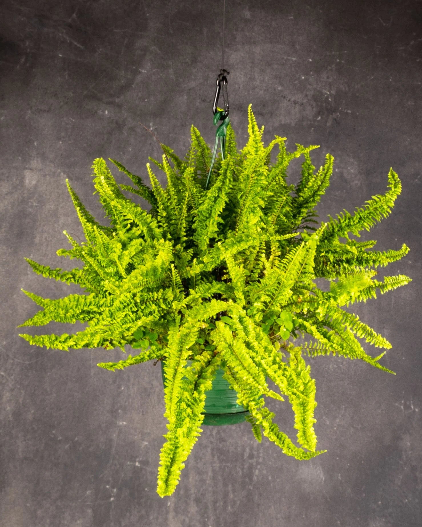 Boston Fern Hanging