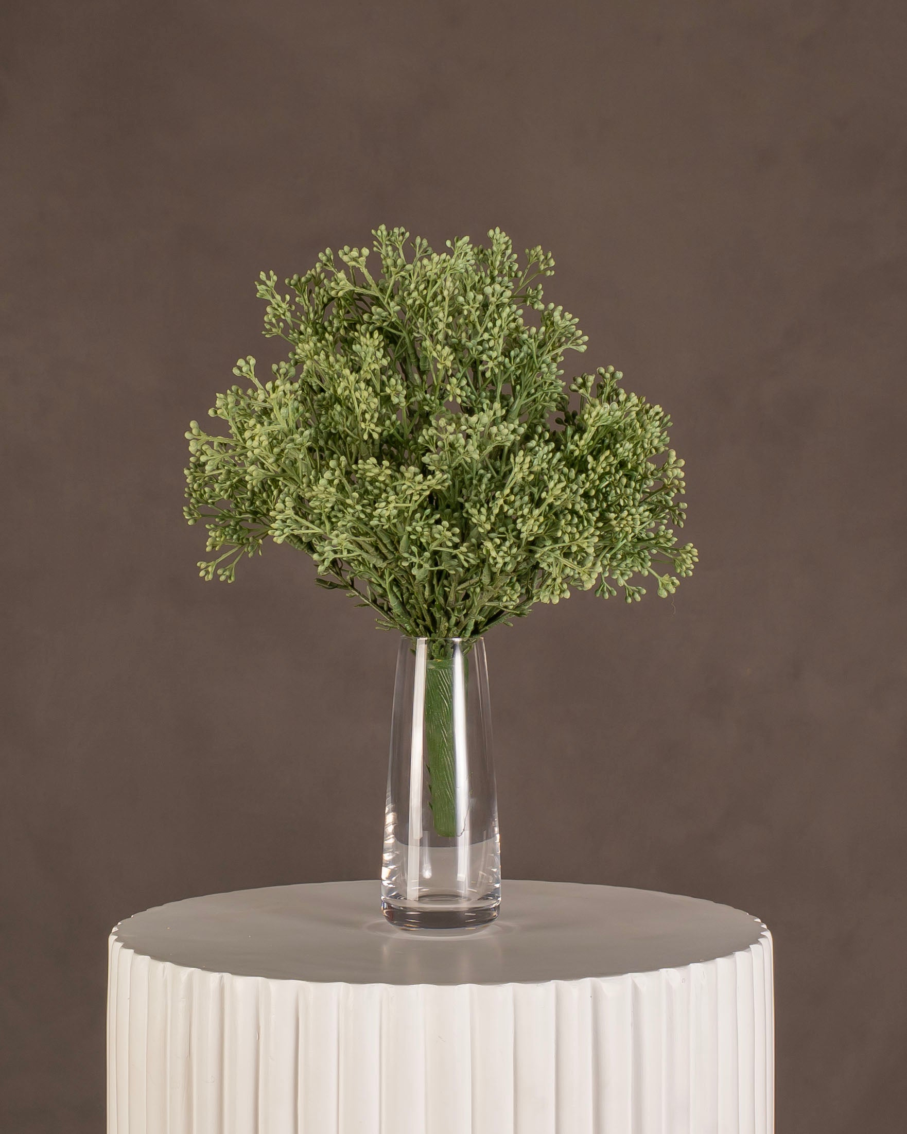 Boxwood Bush