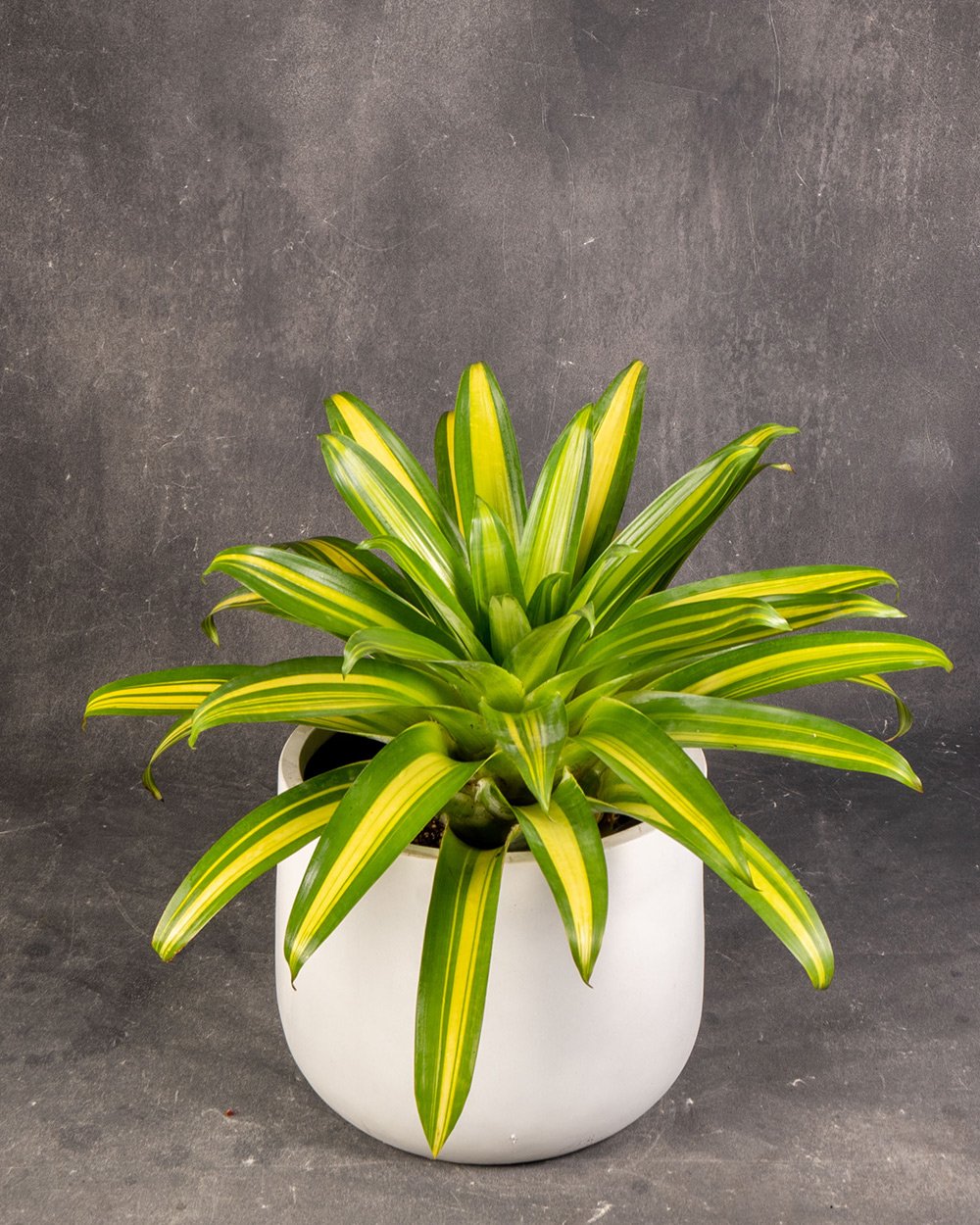 Bromeliad Variegated (Bromeliaceae sp.)