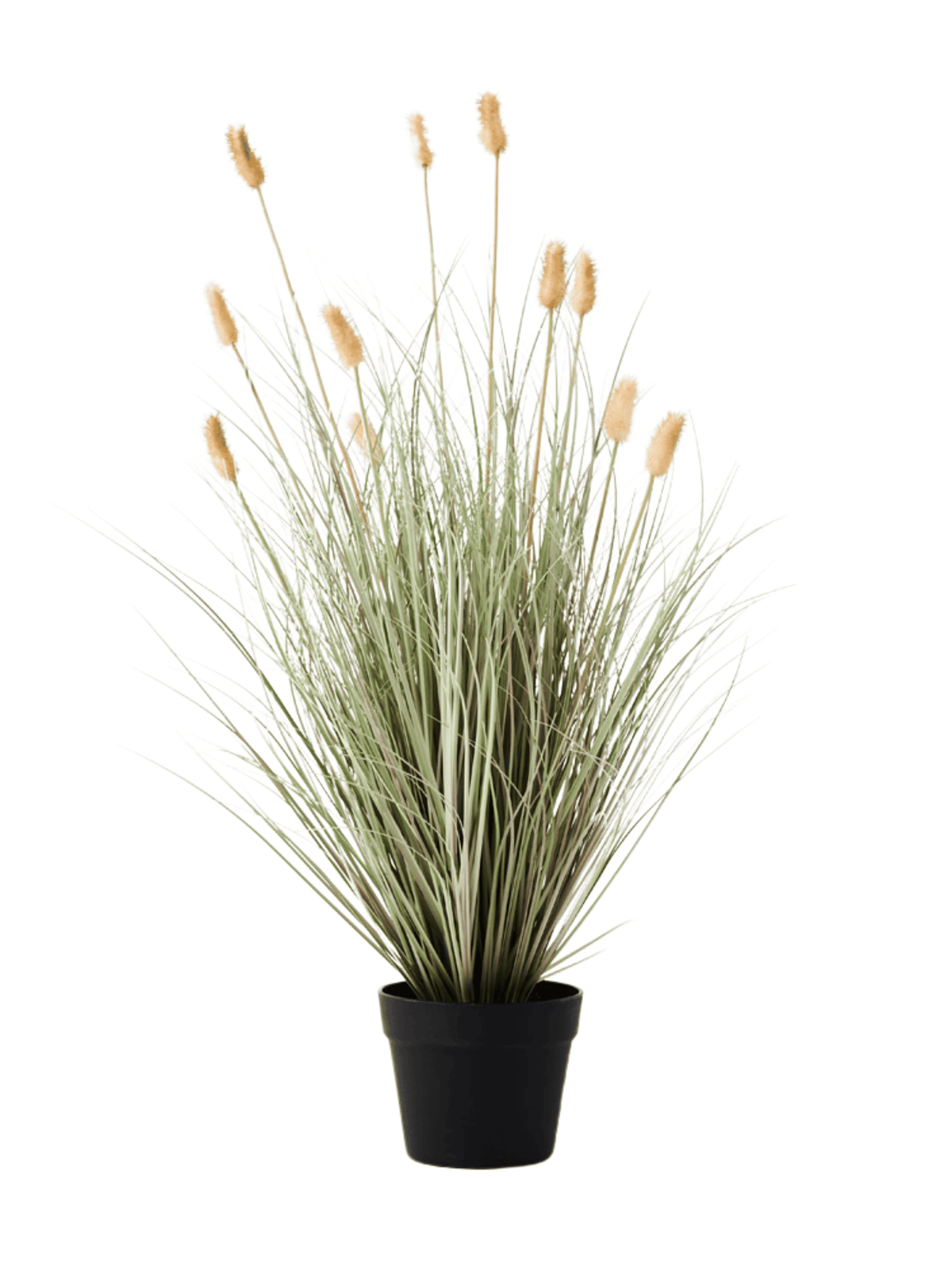 Bunny Tail Grass Plant