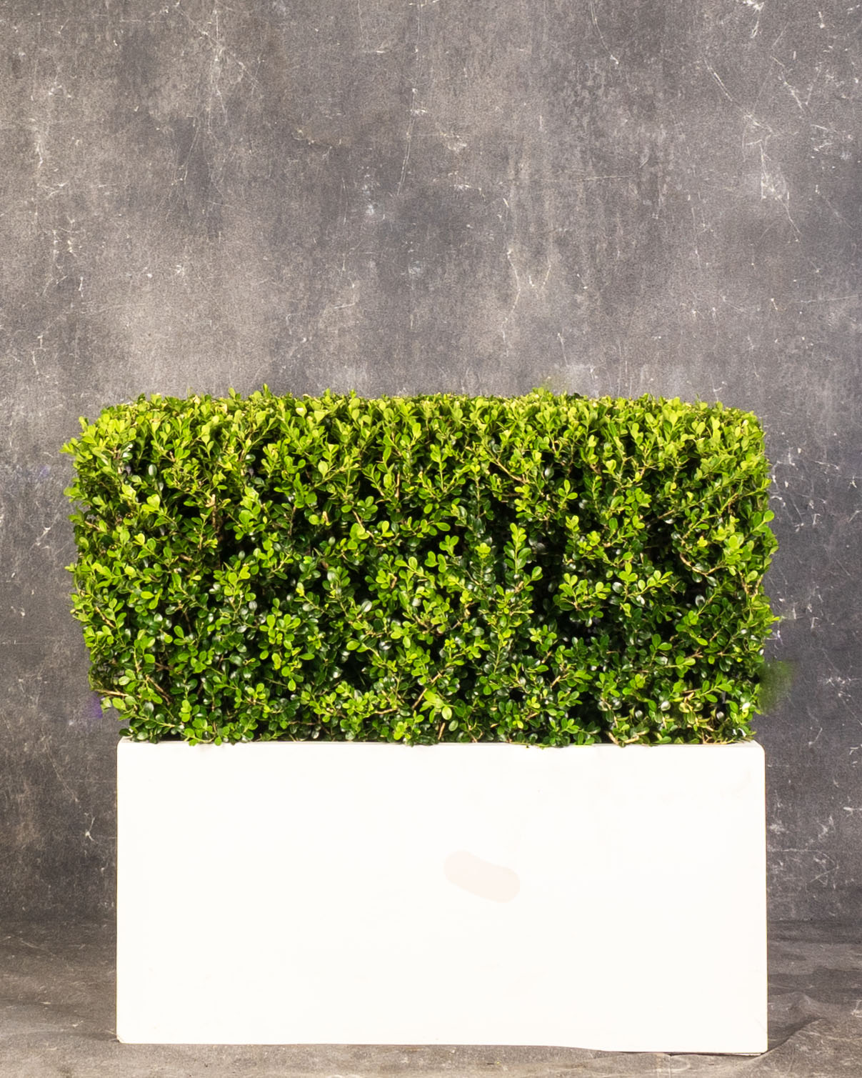 Japanese Box Hedge