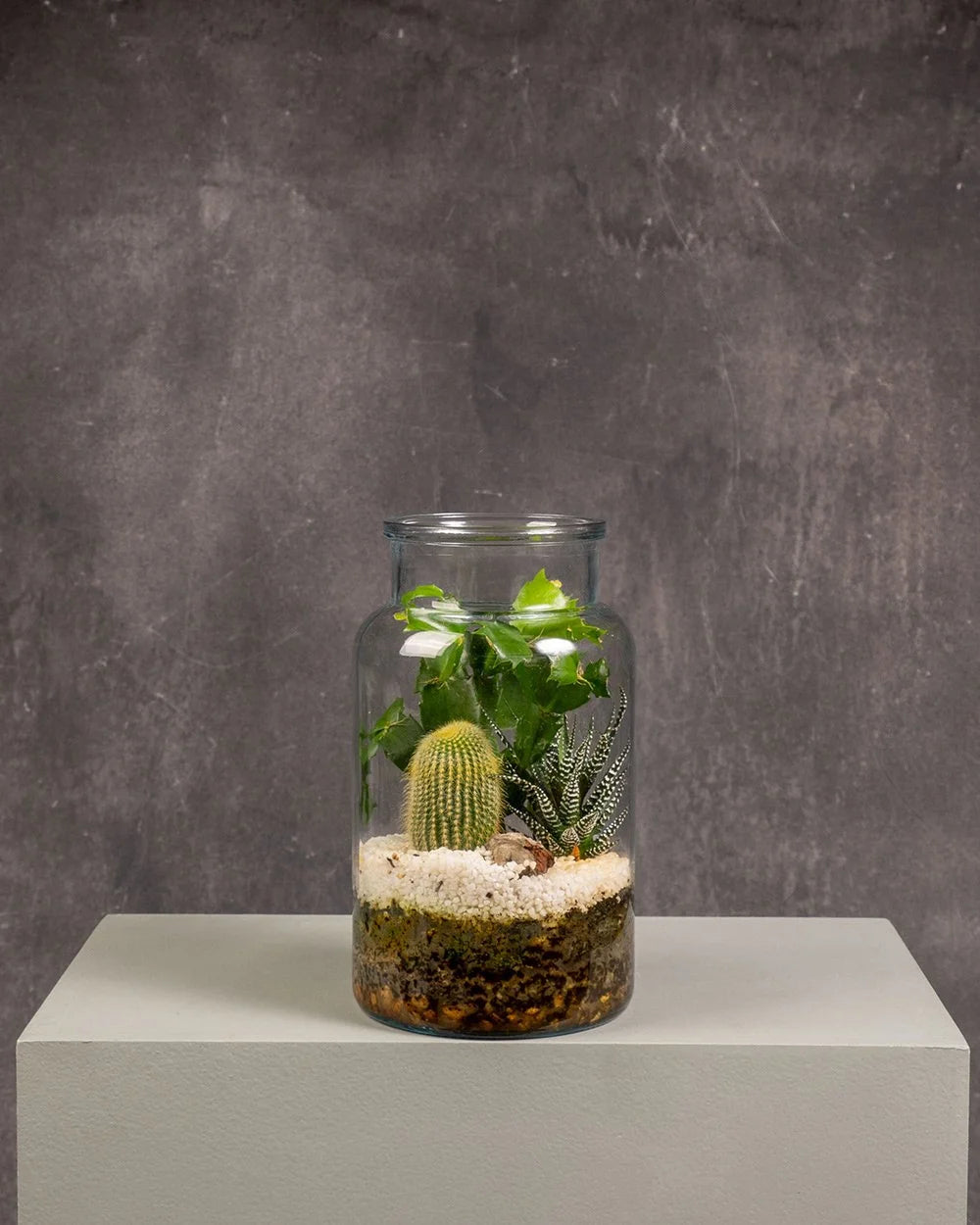 Terrarium Cactus