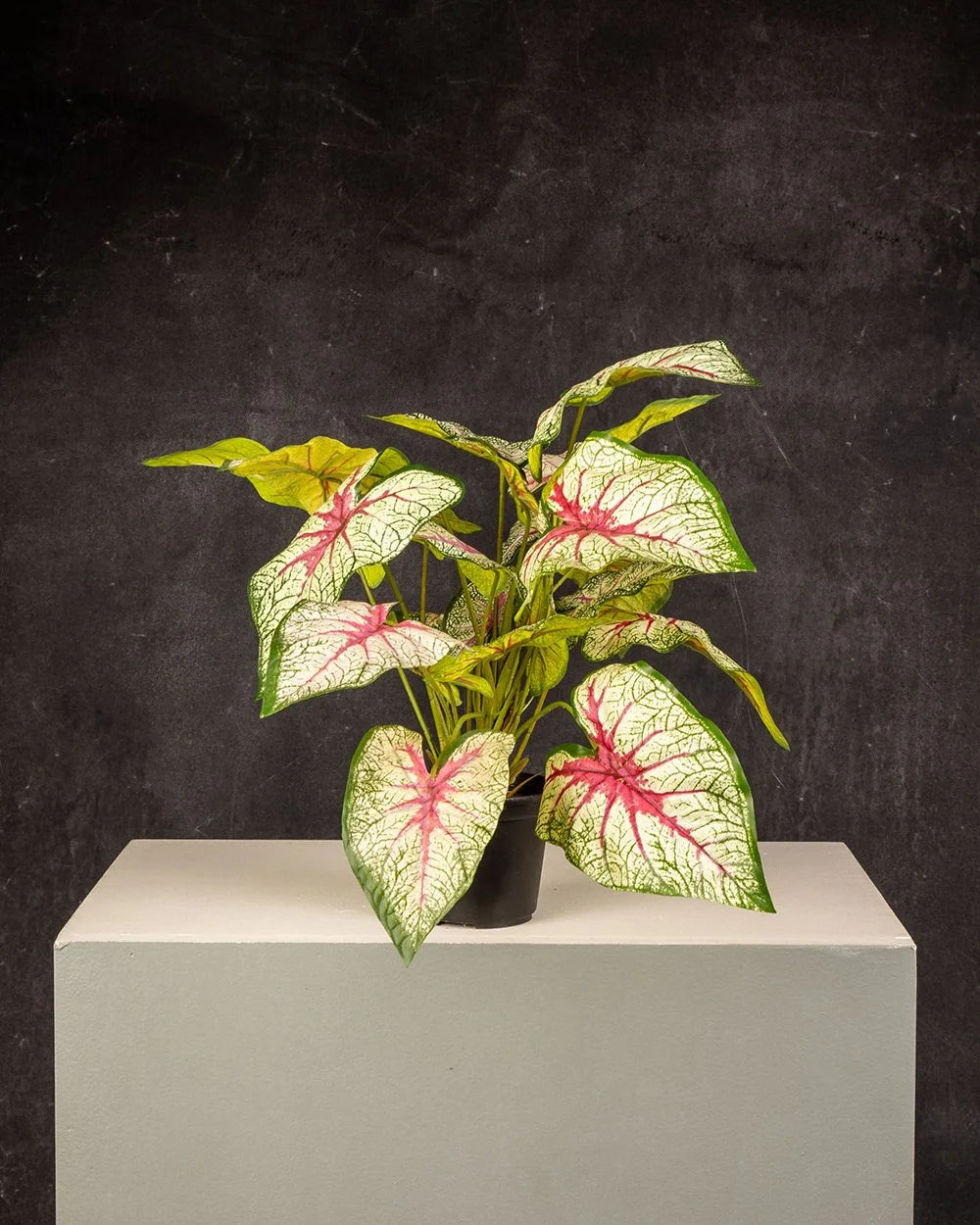 Angel's Wings (Caladium sp.)