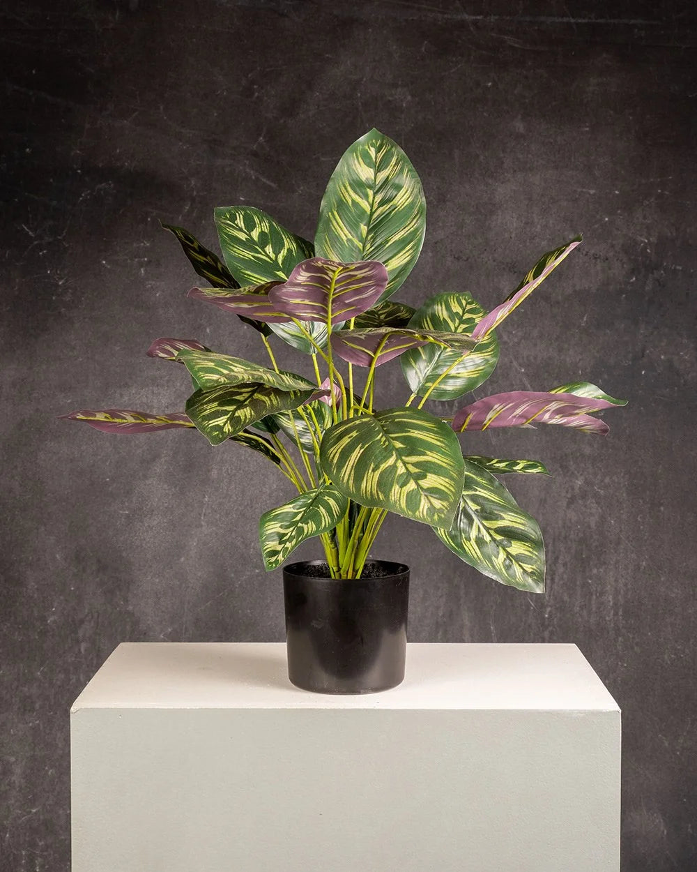Calathea Peacock