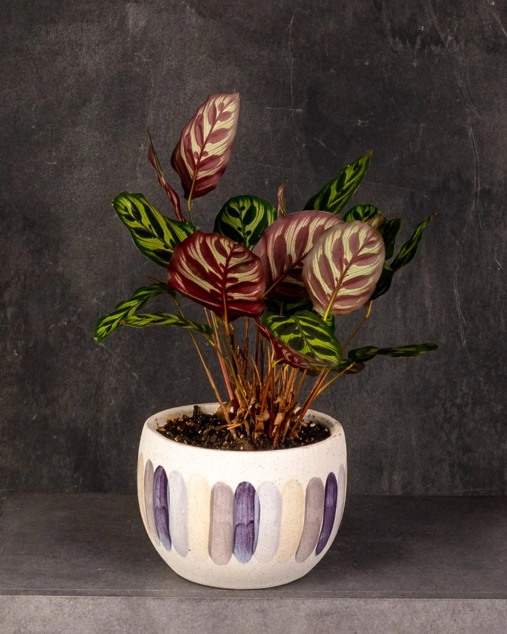 Peacock Plant