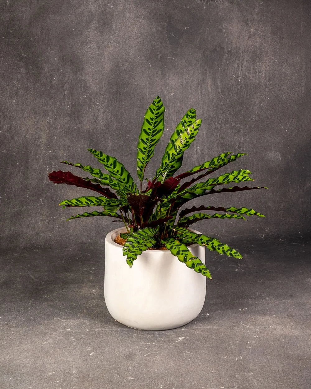 Rattlesnake calathea