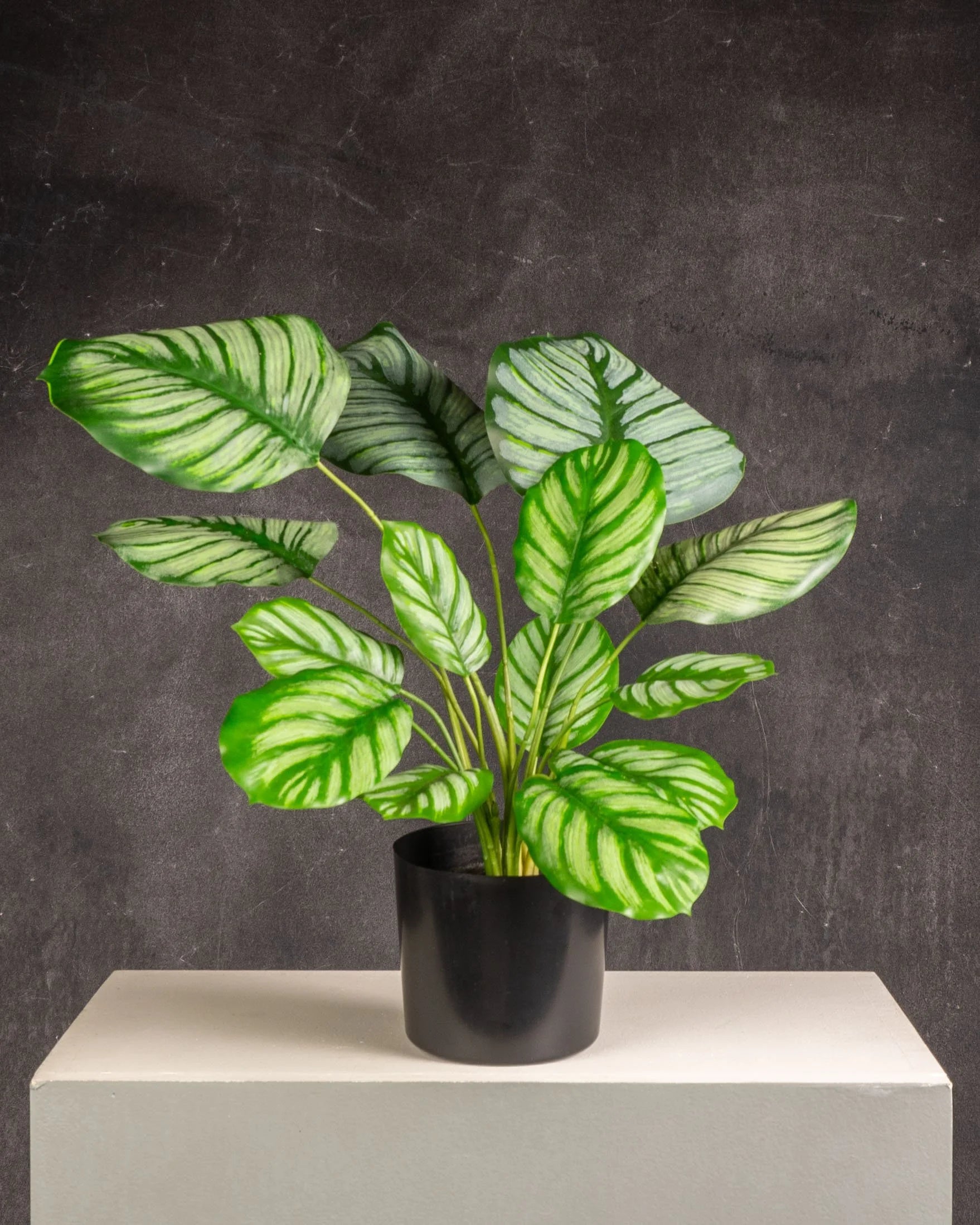 Calathea