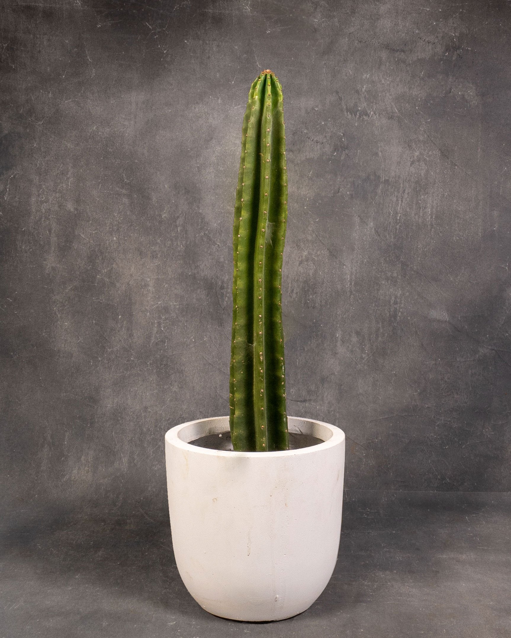 Candle Cactus