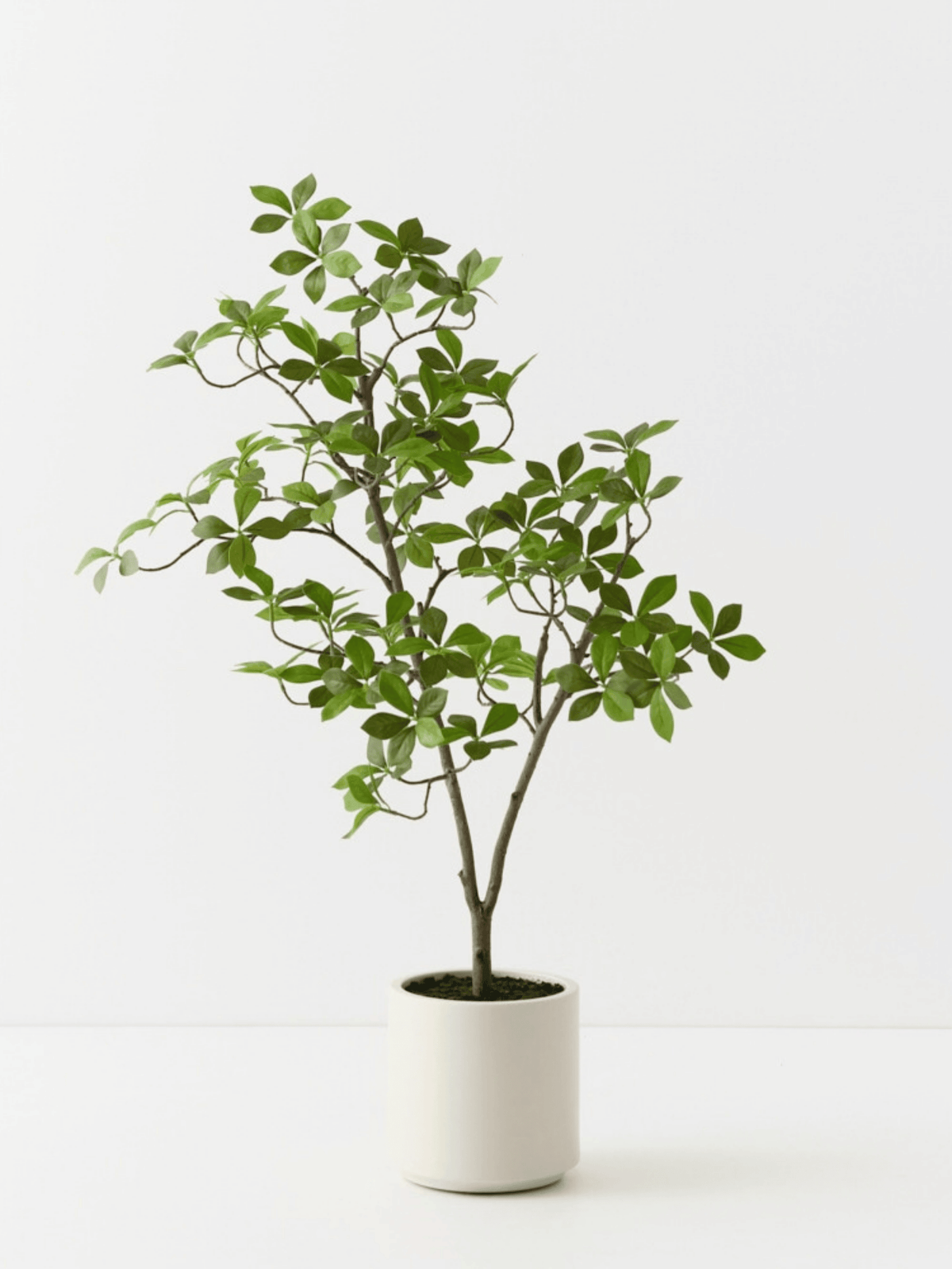 Cape Jasmine Tree