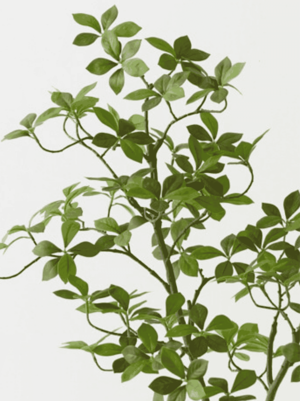 Cape Jasmine Tree