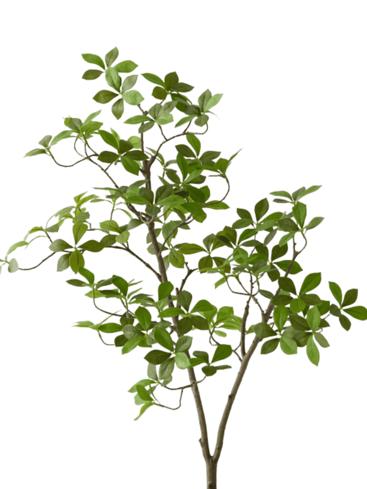 Cape Jasmine