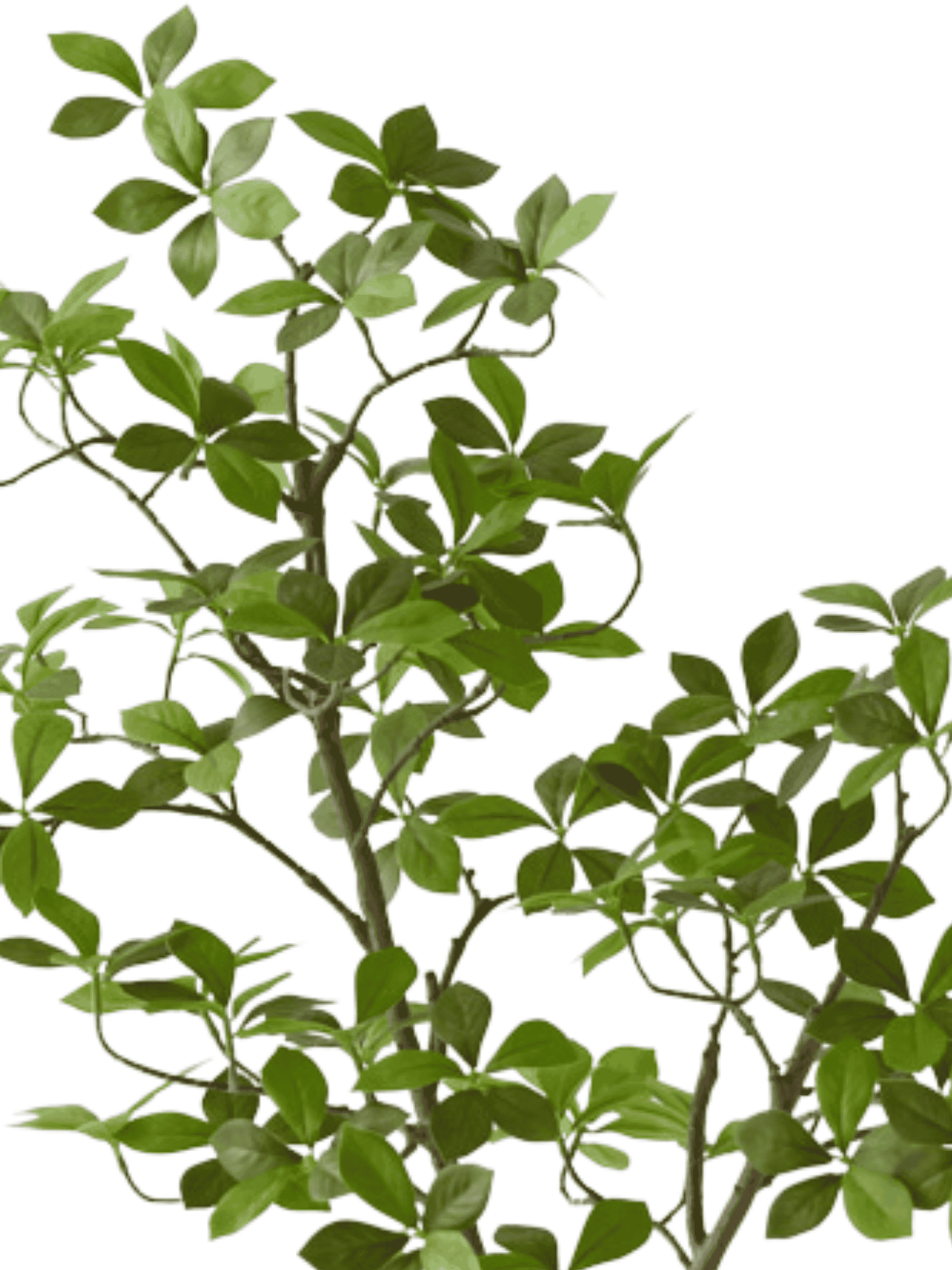 Cape Jasmine